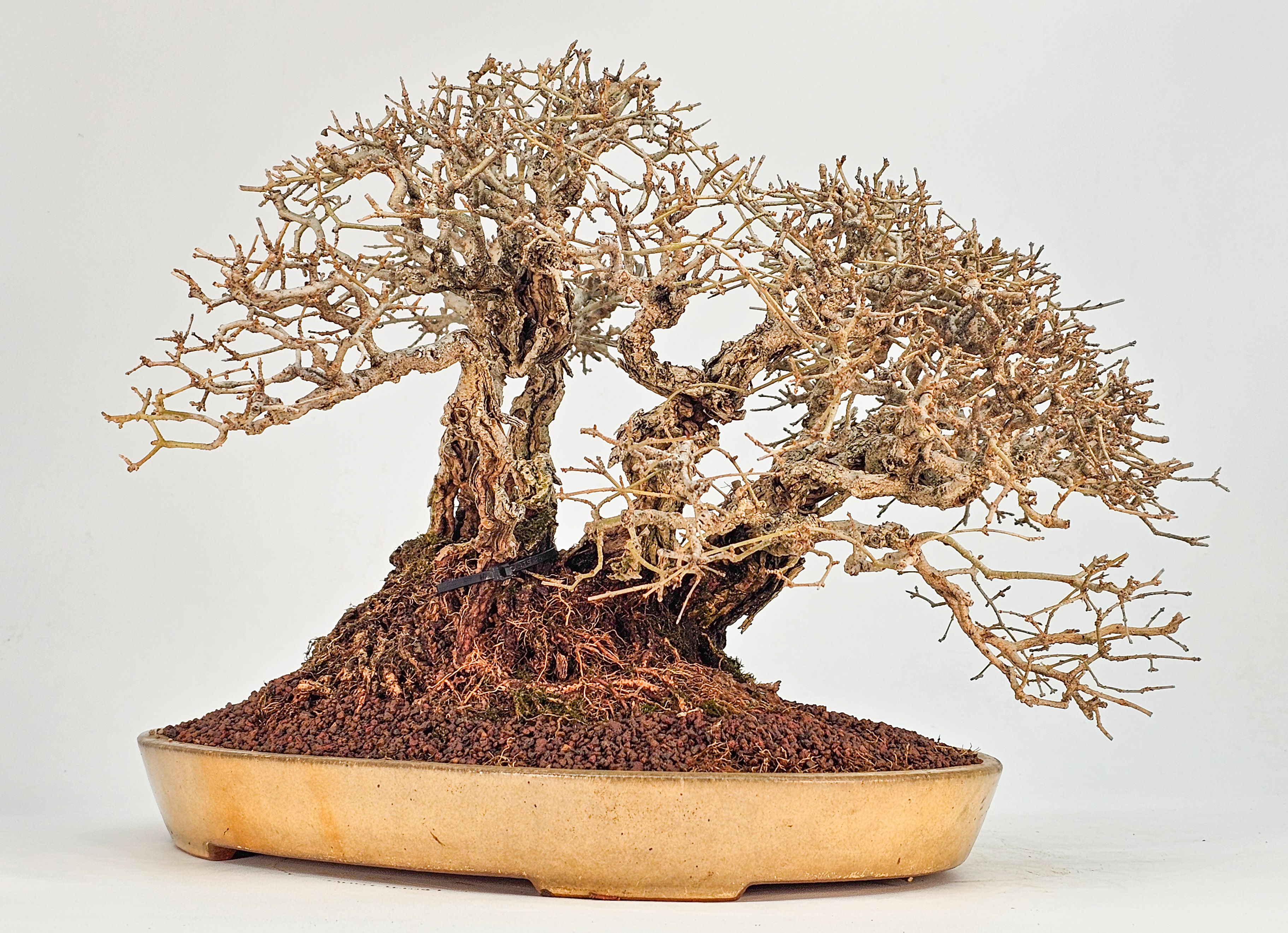 Bonsai Japanischer Liguster - Ligustrum japonicum 25cm