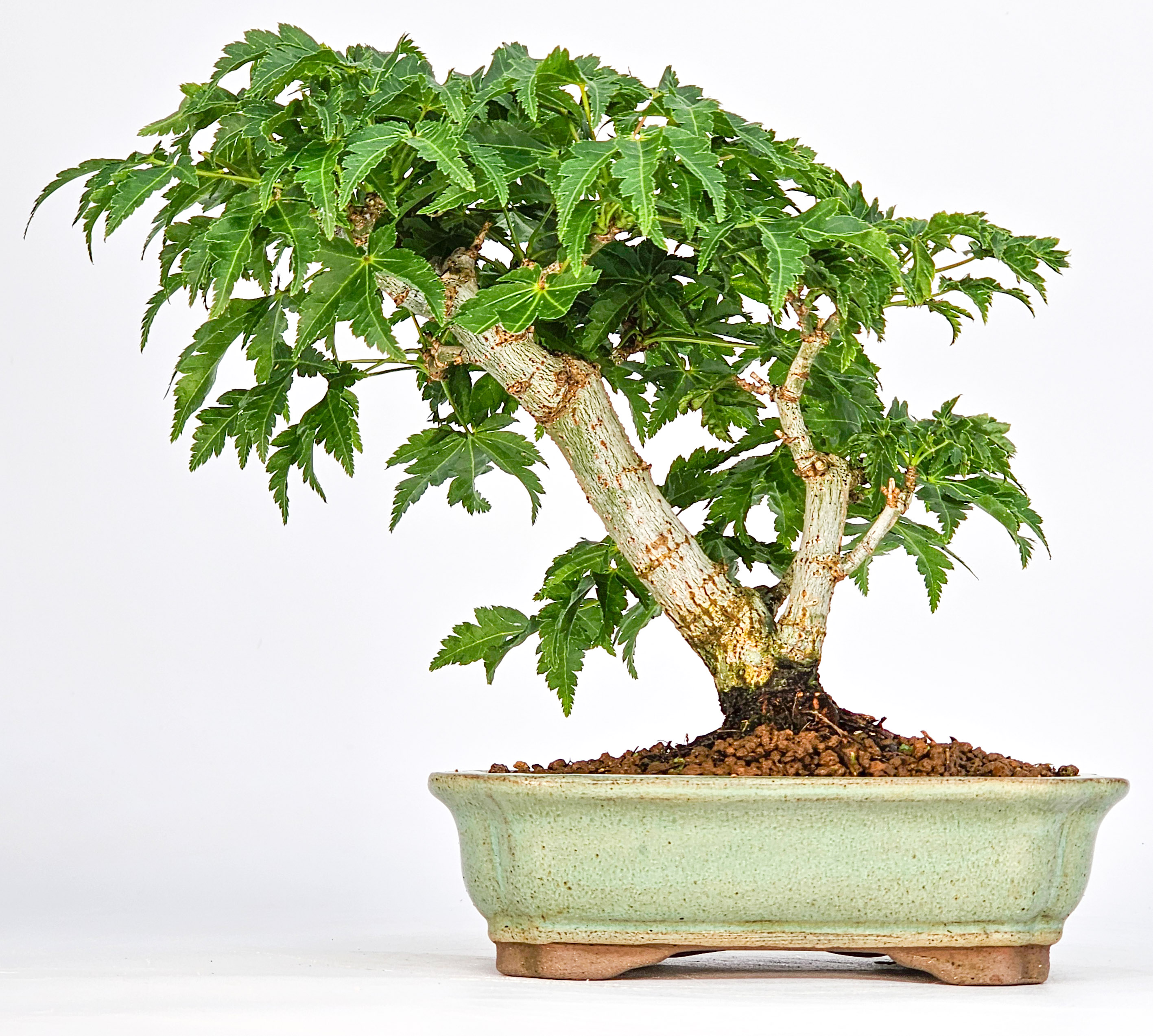 Bonsai Löwenkopfahorn- Acer palmatum Shishigashira Shohin 12cm