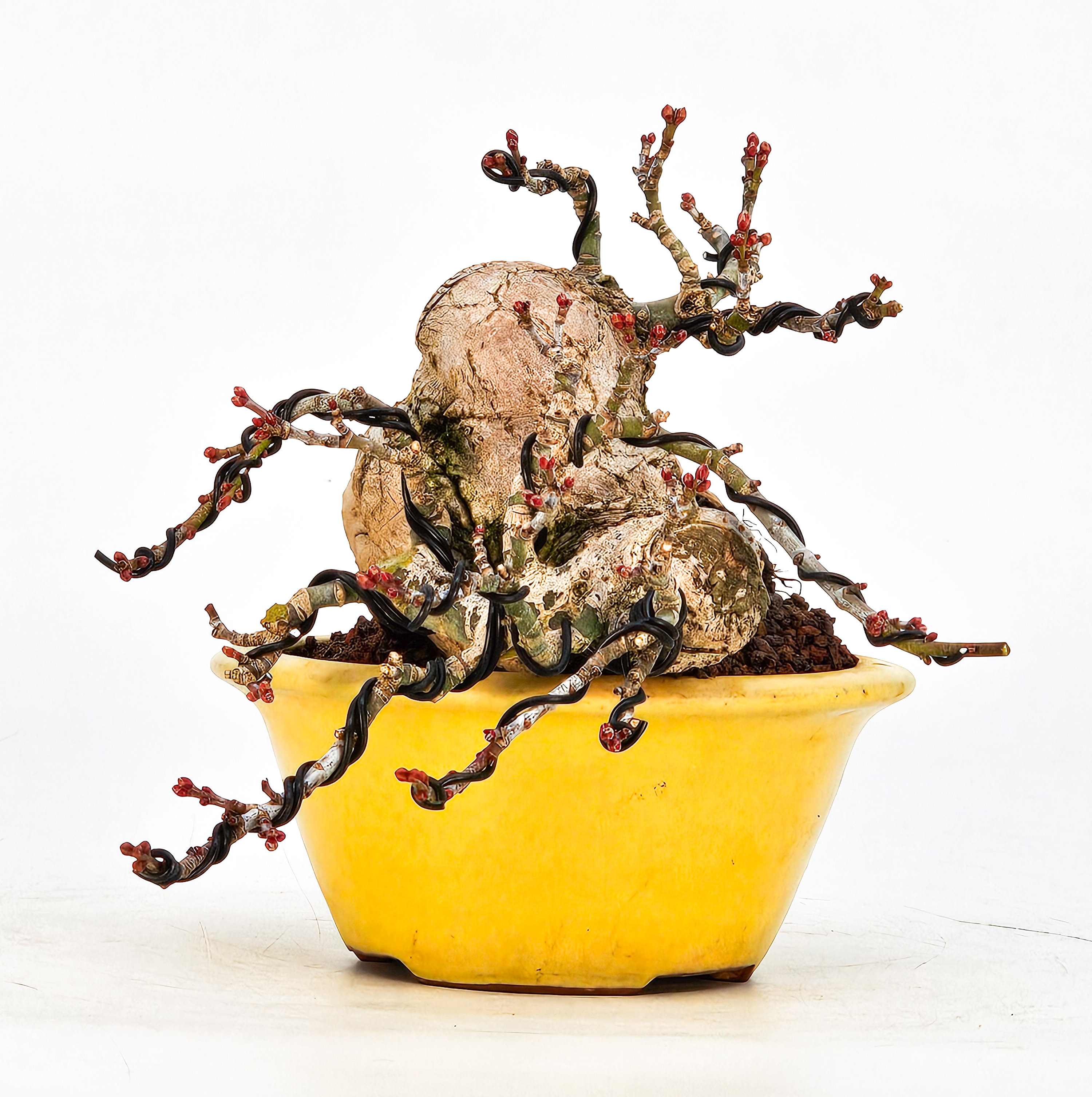 Bonsai Löwenkopfahorn- Acer palmatum Shishigashira Shohin 9cm