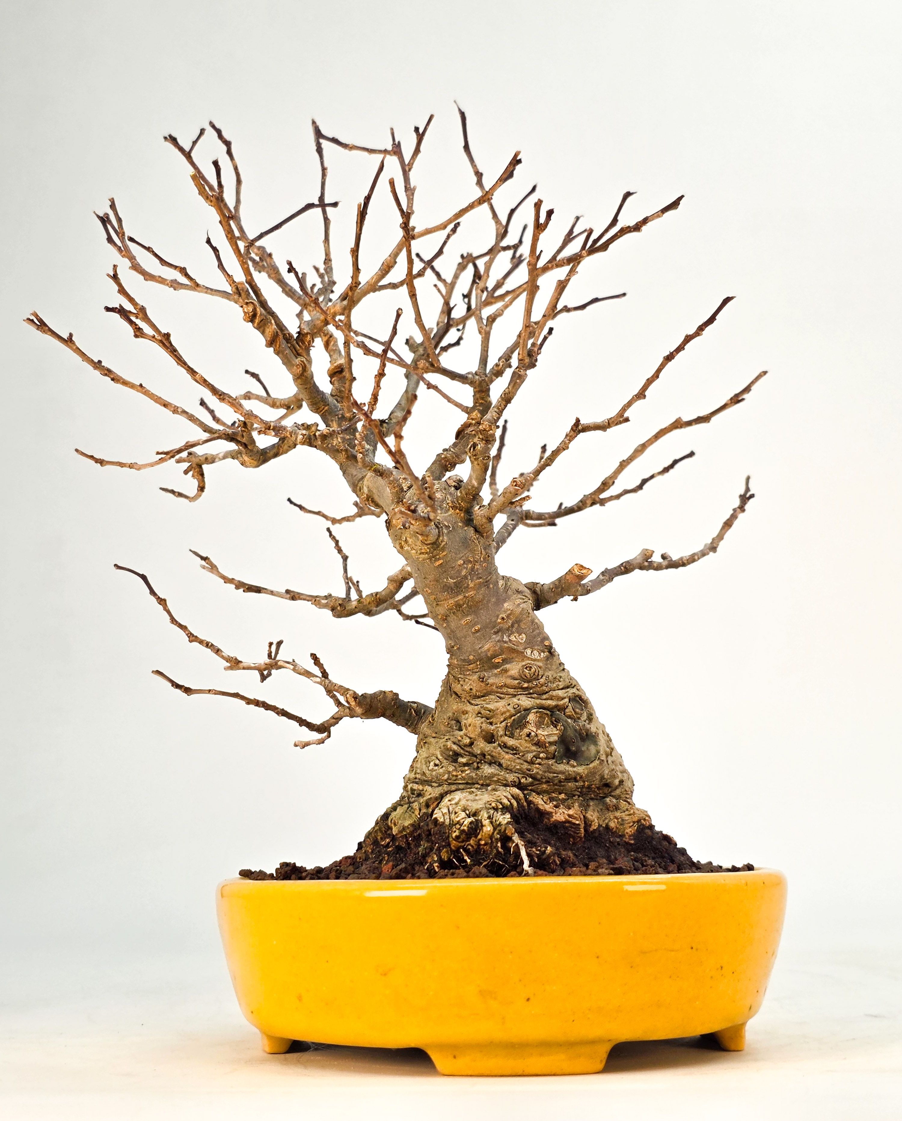 Bonsai Jap. Winterbeere - Ilex serrata Shohin 21cm