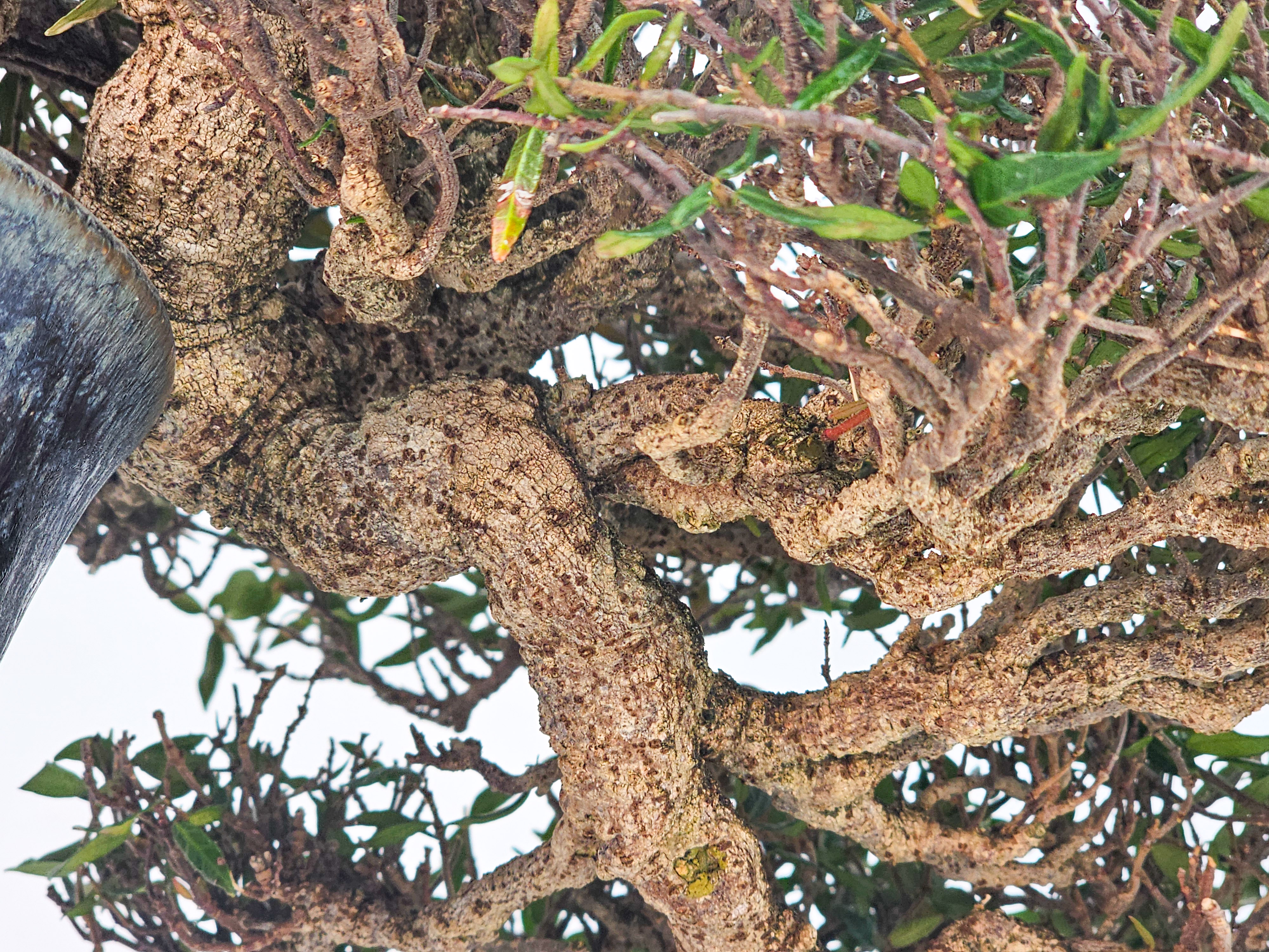 Bonsai Premium Sternjasmin - Trachelospermum asiaticum 25cm