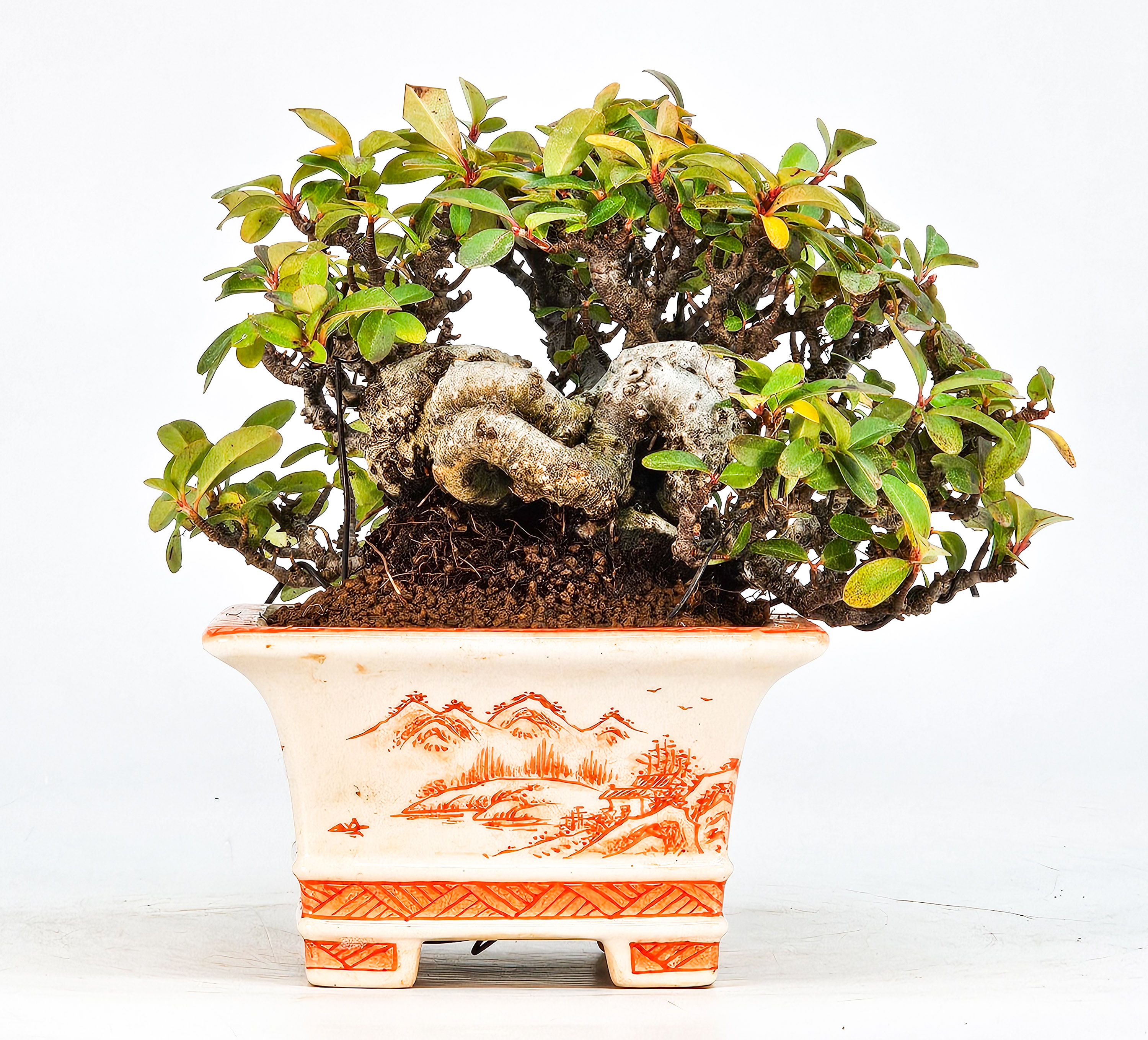 Bonsai Pyracantha - Feuerdorn Shohin 10cm  Video!!
