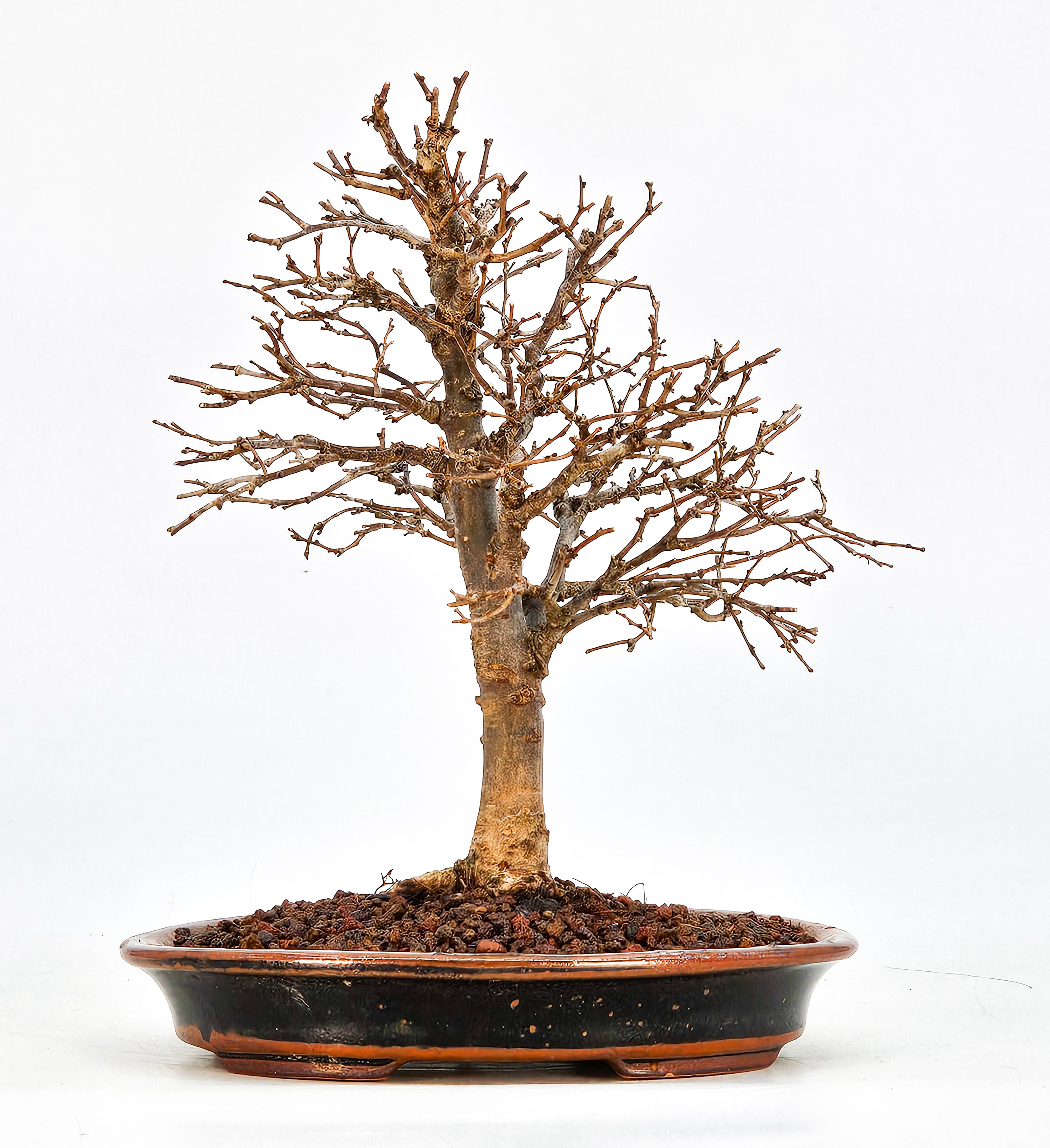 Bonsai Zelkova serrata Shohin 15cm