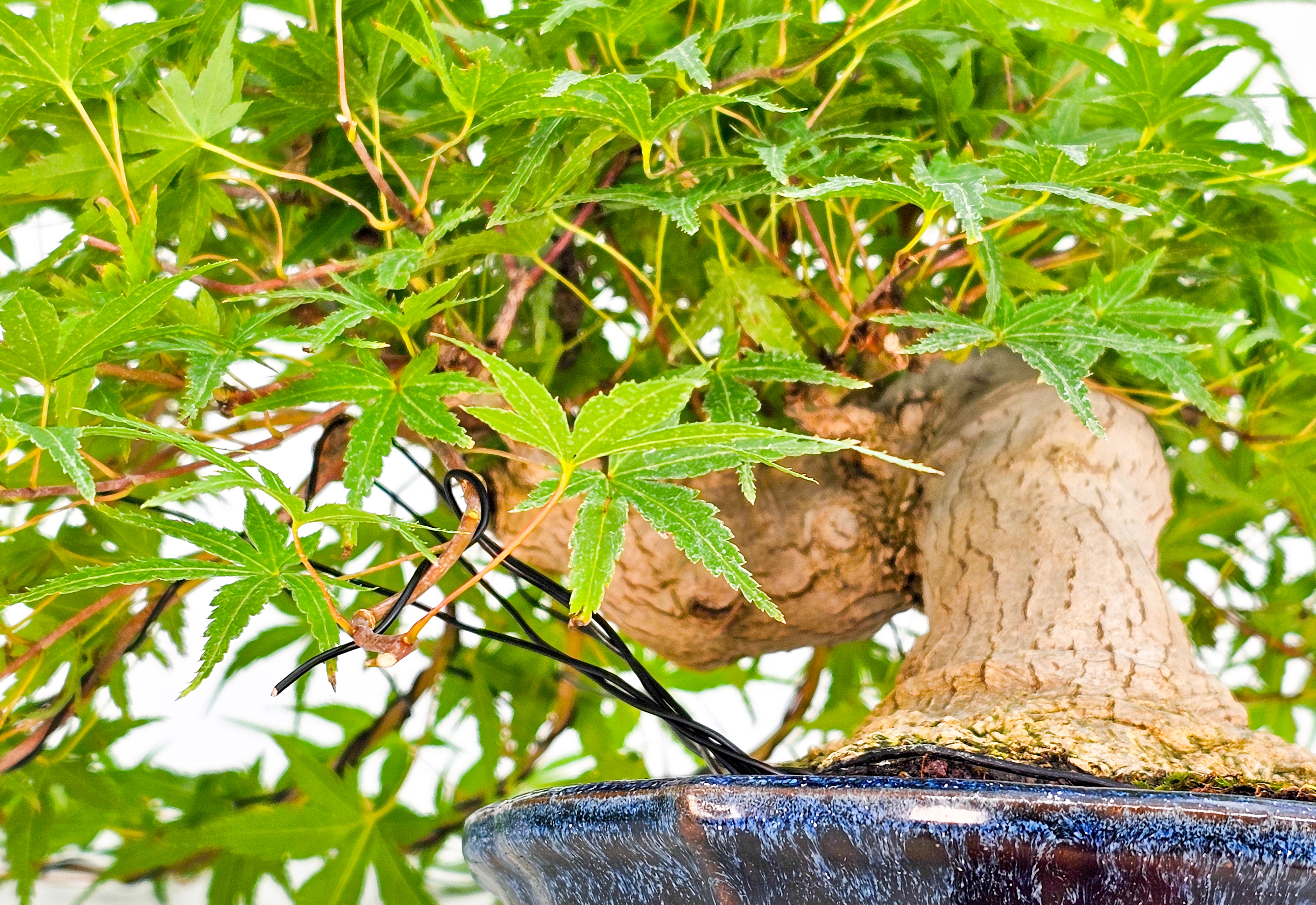 Bonsai Fächerahorn Acer Palmatum Shohin 17cm Bonsai Fächerahorn Acer Palmatum Shohin 17cm
