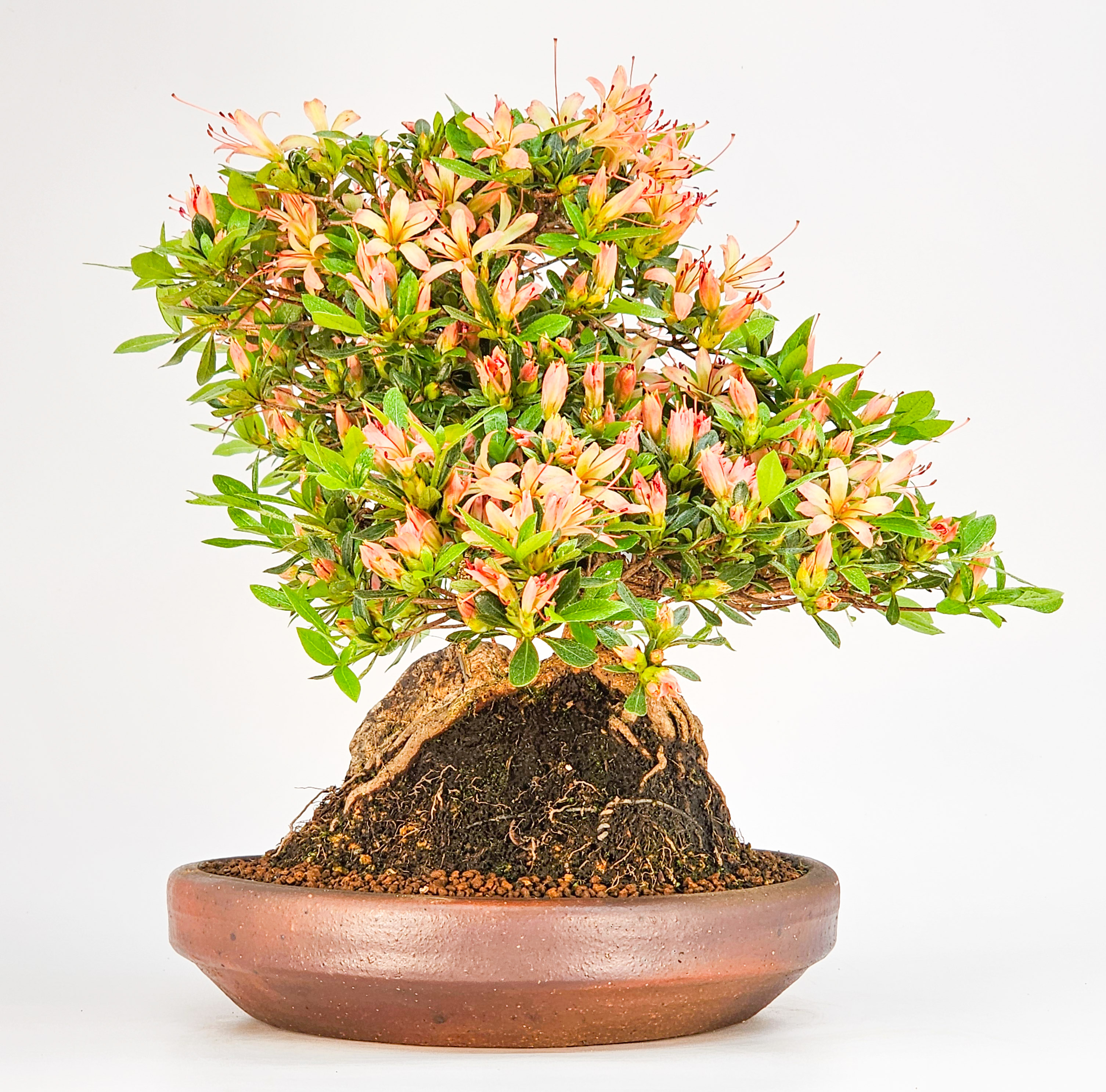 Bonsai Azalee Rhododendron indicum - Senbazuru Shohin 19cm
