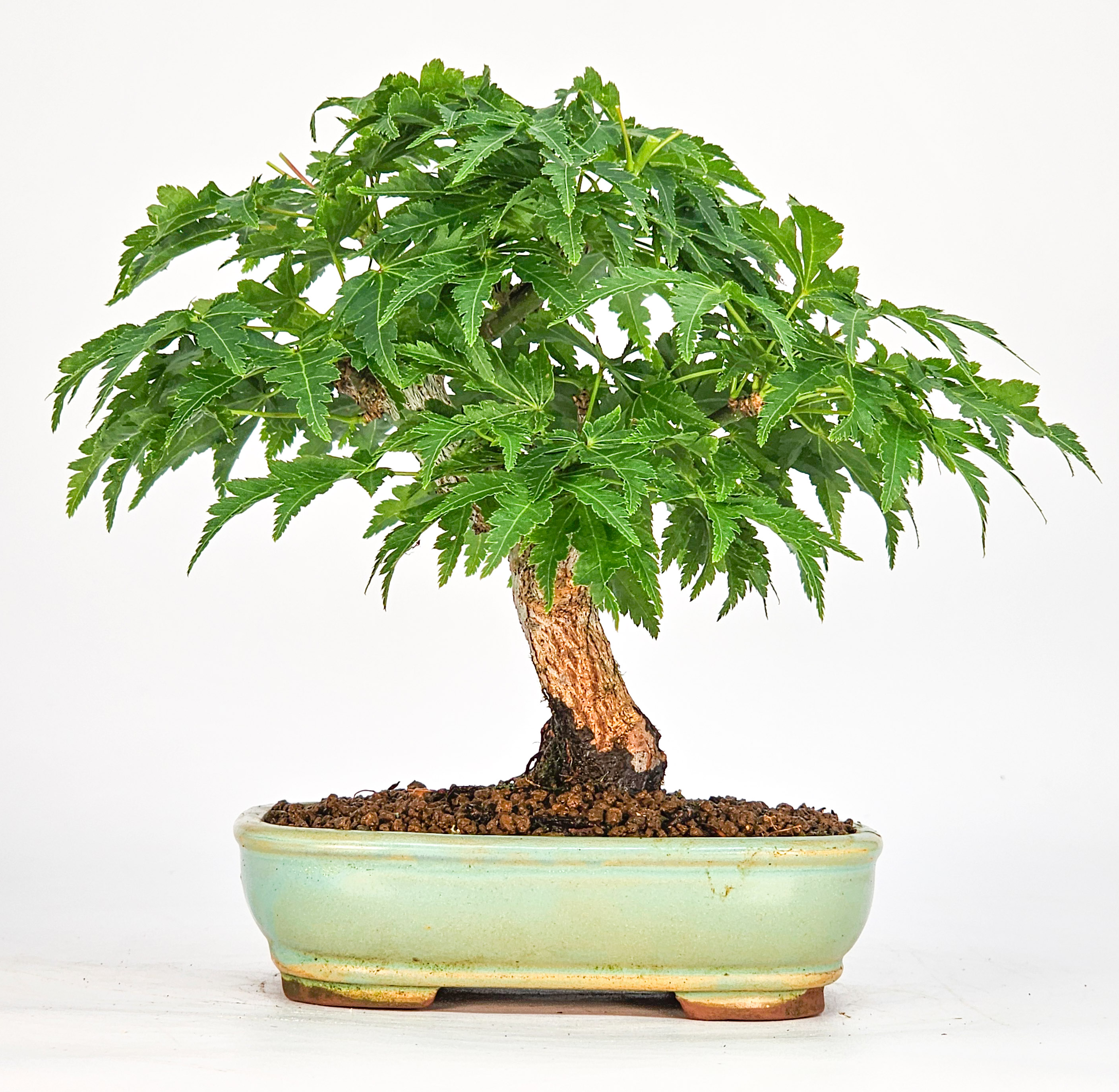 Bonsai Löwenkopfahorn- Acer palmatum Shishigashira Shohin 11cm