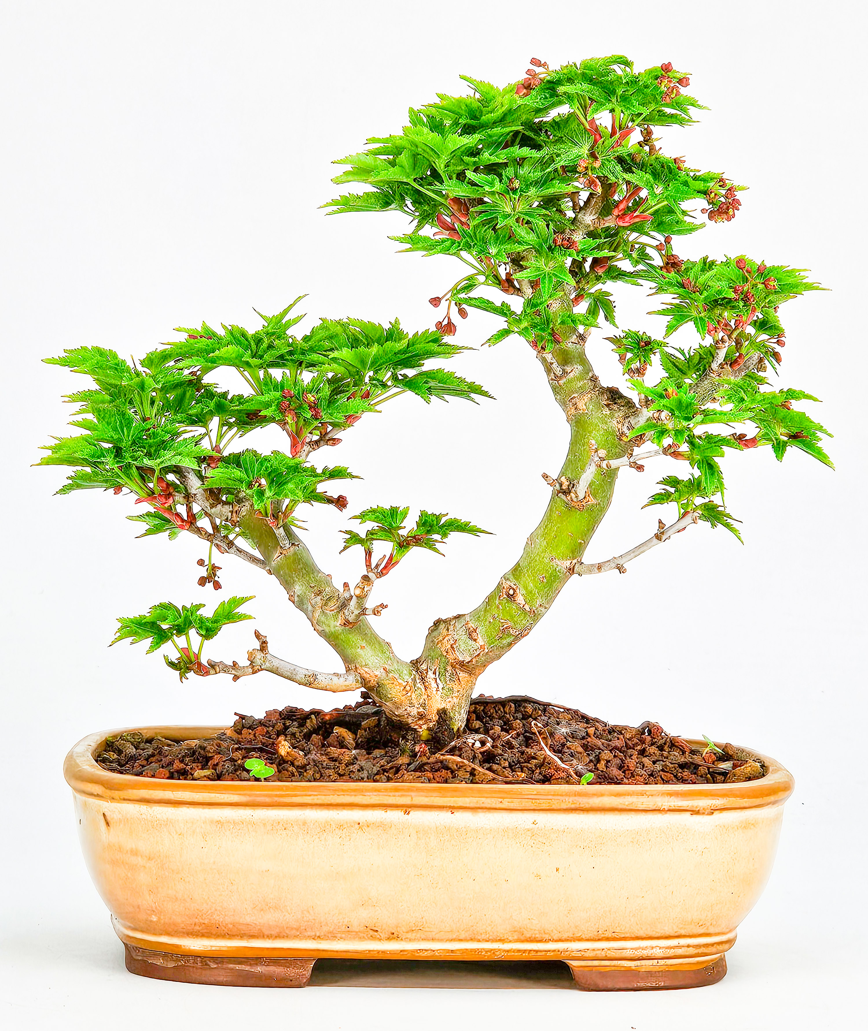 Bonsai Löwenkopfahorn- Acer palmatum Shishigashira Shohin 14cm  