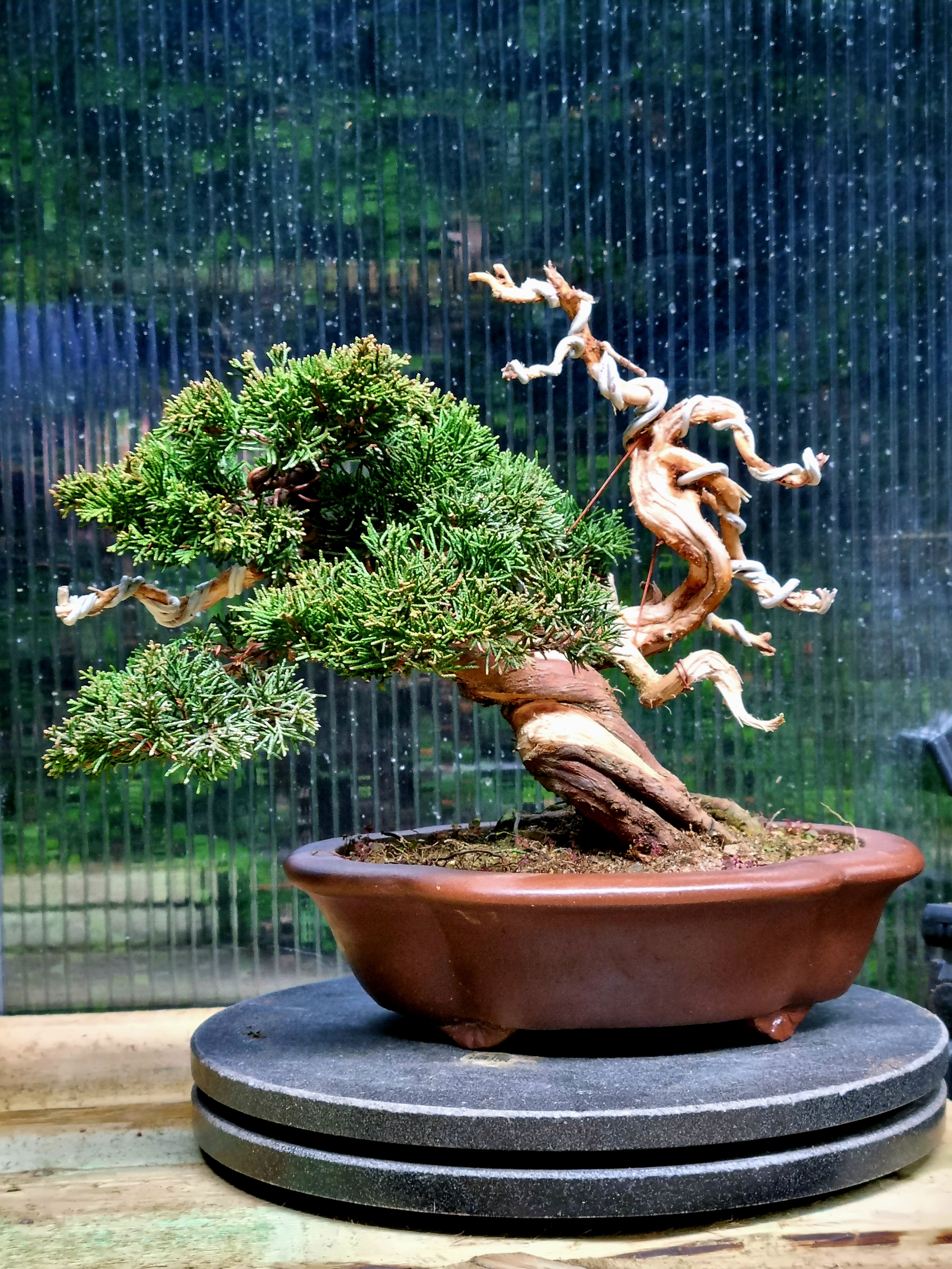 Bonsai Wacholder Juniperus Itoigawa Shohin 19cm