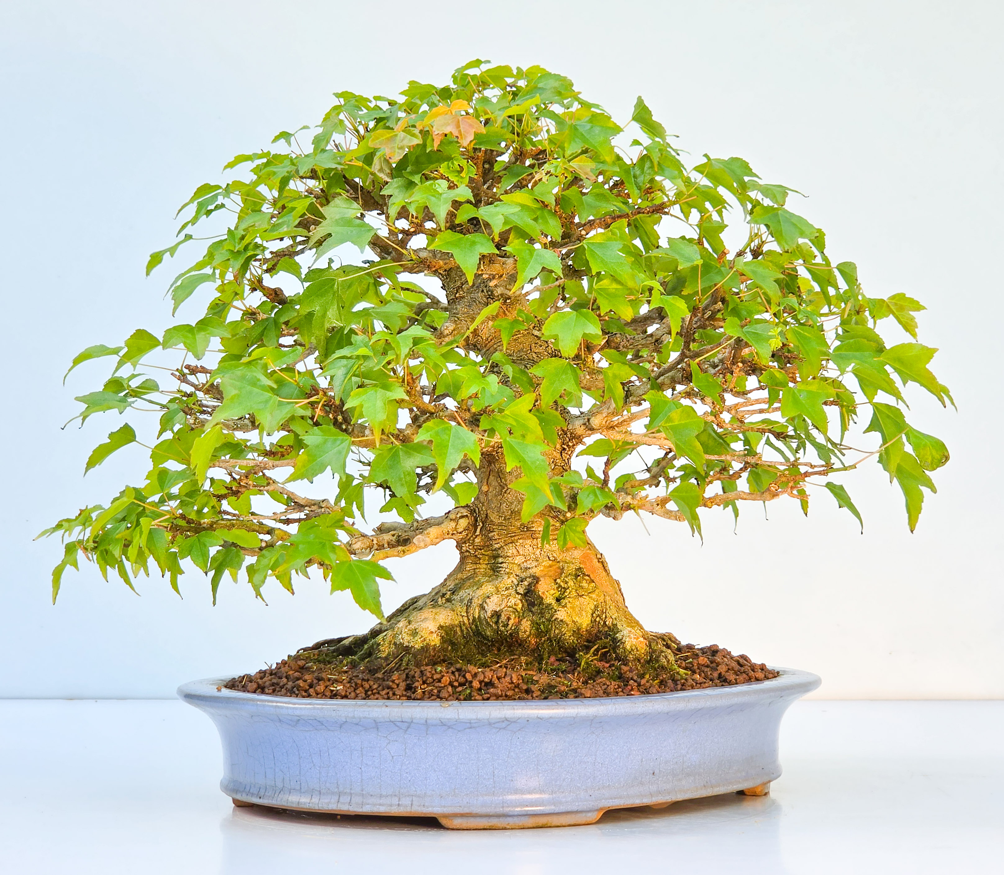 Bonsai Premium Dreispitzahorn - Acer buergerianum Shohin 25cm Video!!
