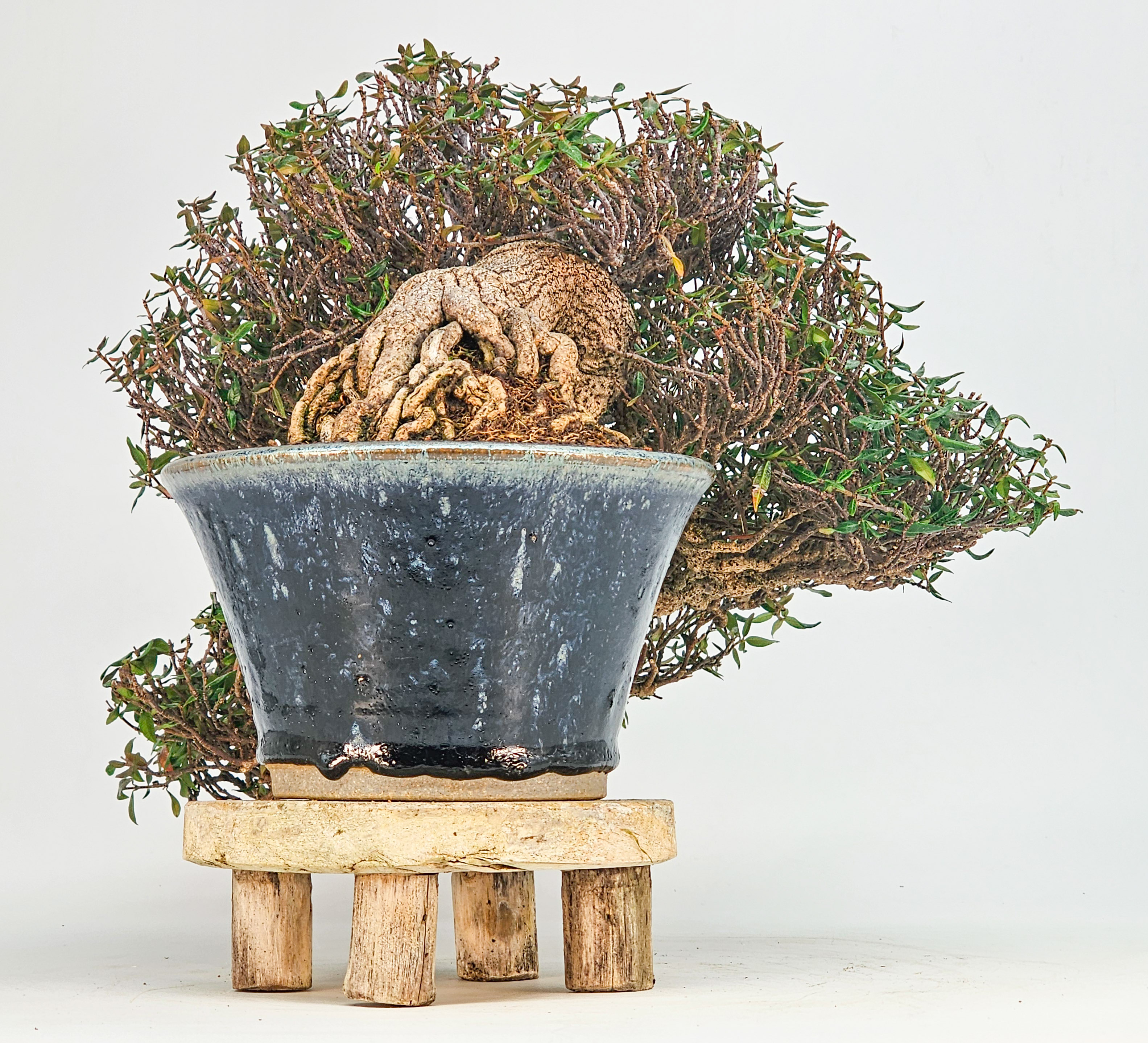 Bonsai Premium Sternjasmin - Trachelospermum asiaticum 25cm