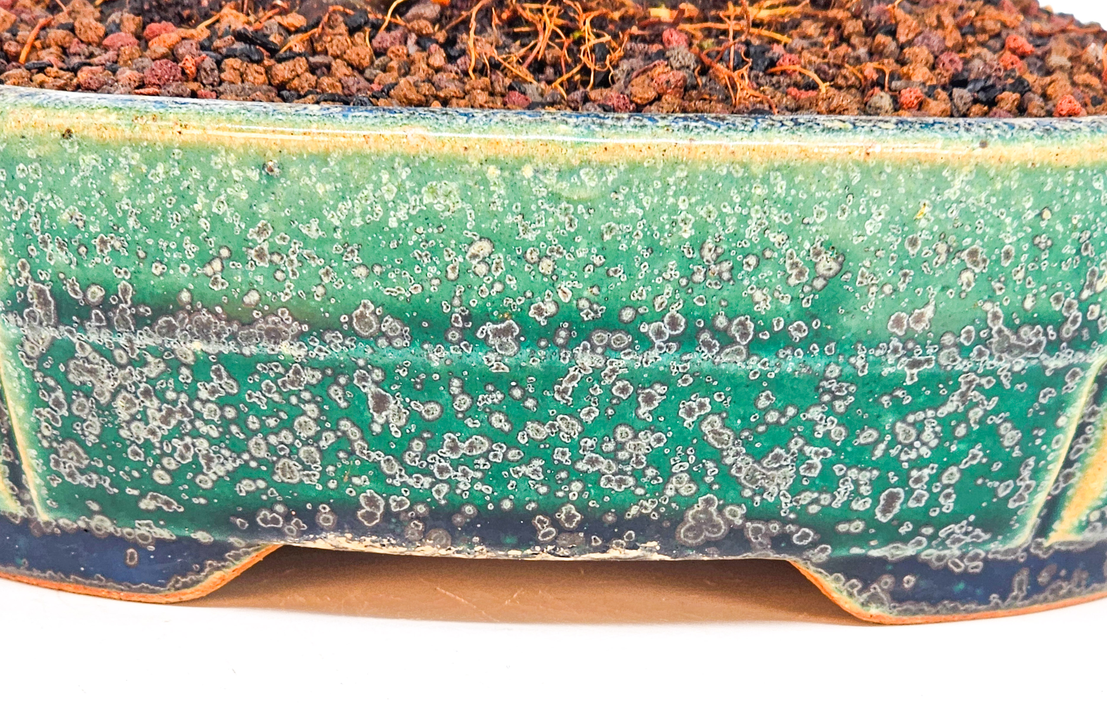 Bonsai Quitte - Pseudocydonia sinensis Shohin 21cm Video