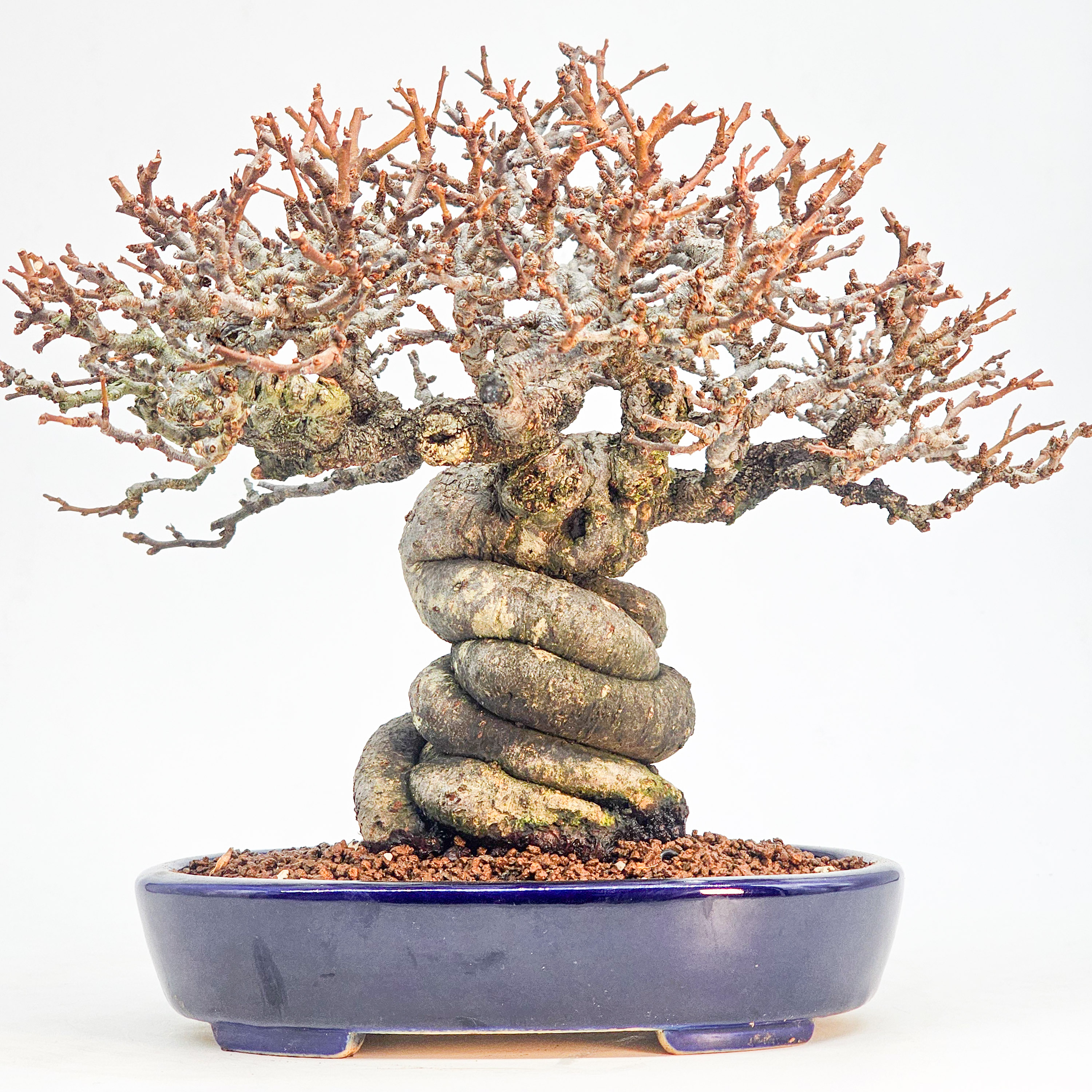 Bonsai Premium Zierquitte - Chaenomeles japonica Shohin 21cm 