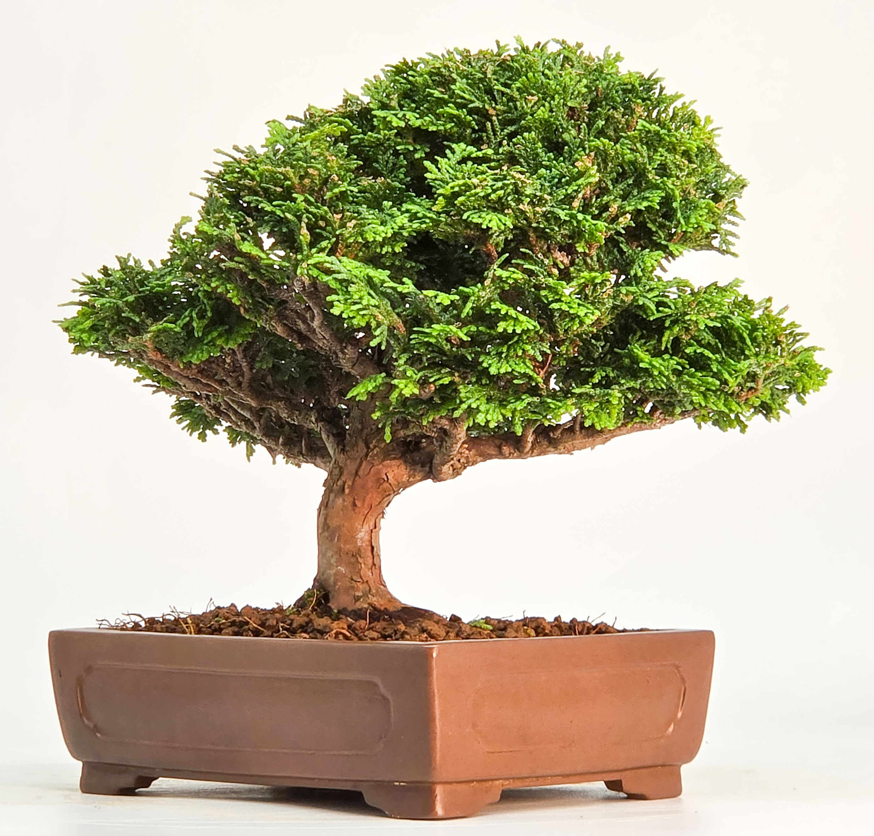 Bonsai Muschelzypresse - Chamaecyparis obtusa Shohin 17cm