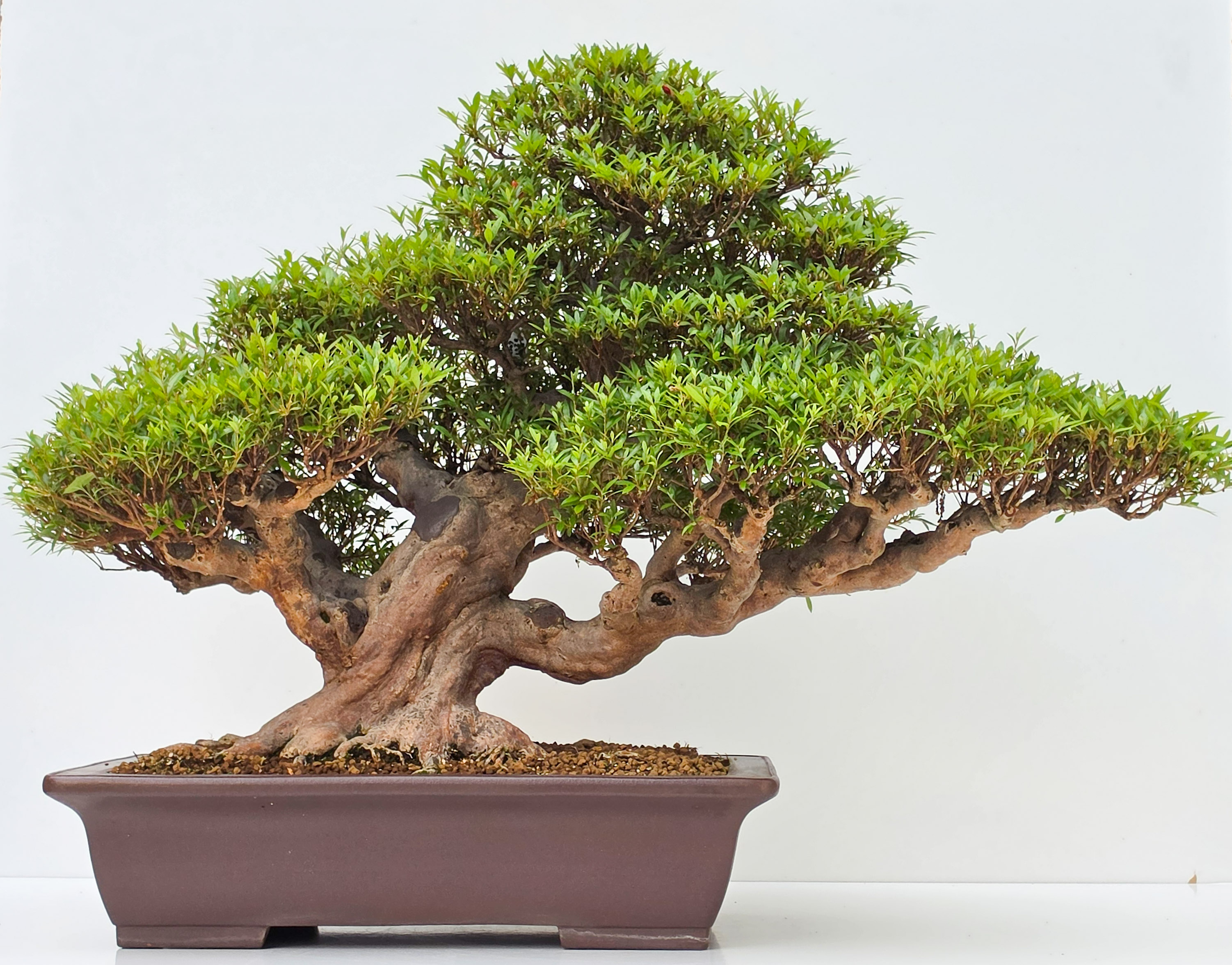 Bonsai Premium Azalee -  Rhododendron indicum kinka 64cm