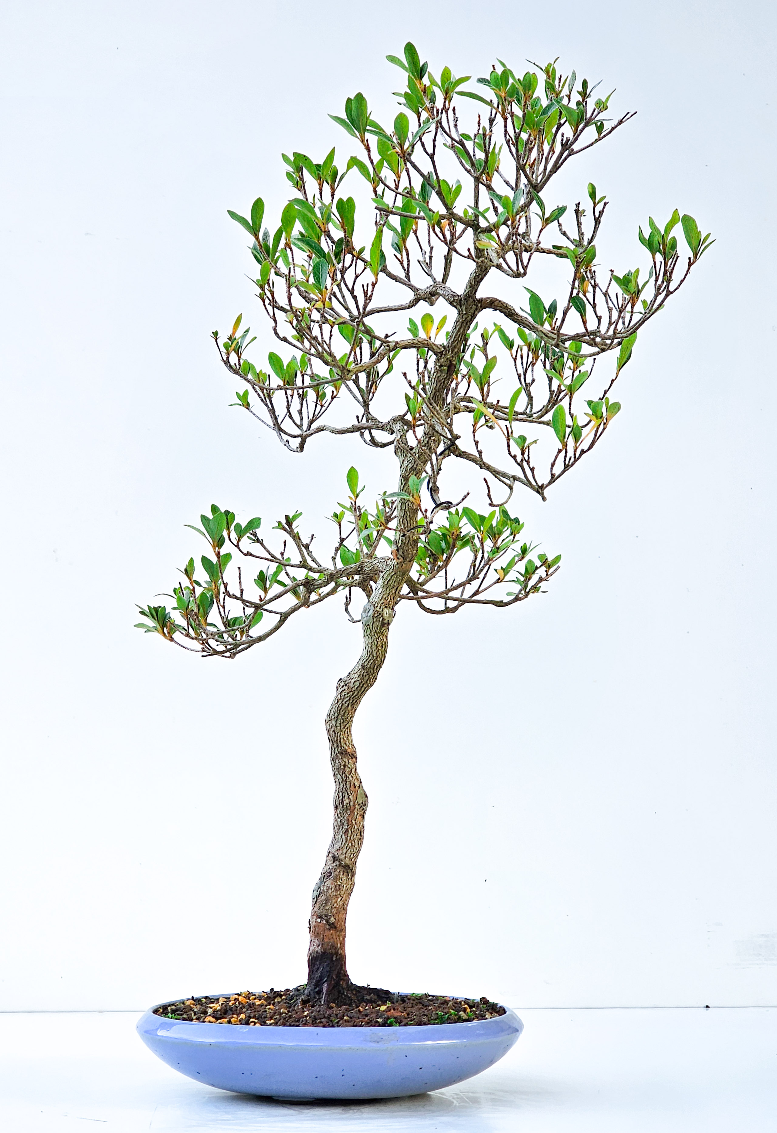 Bonsai Azalee - Rhododendron indicum Hanabin 54cm  