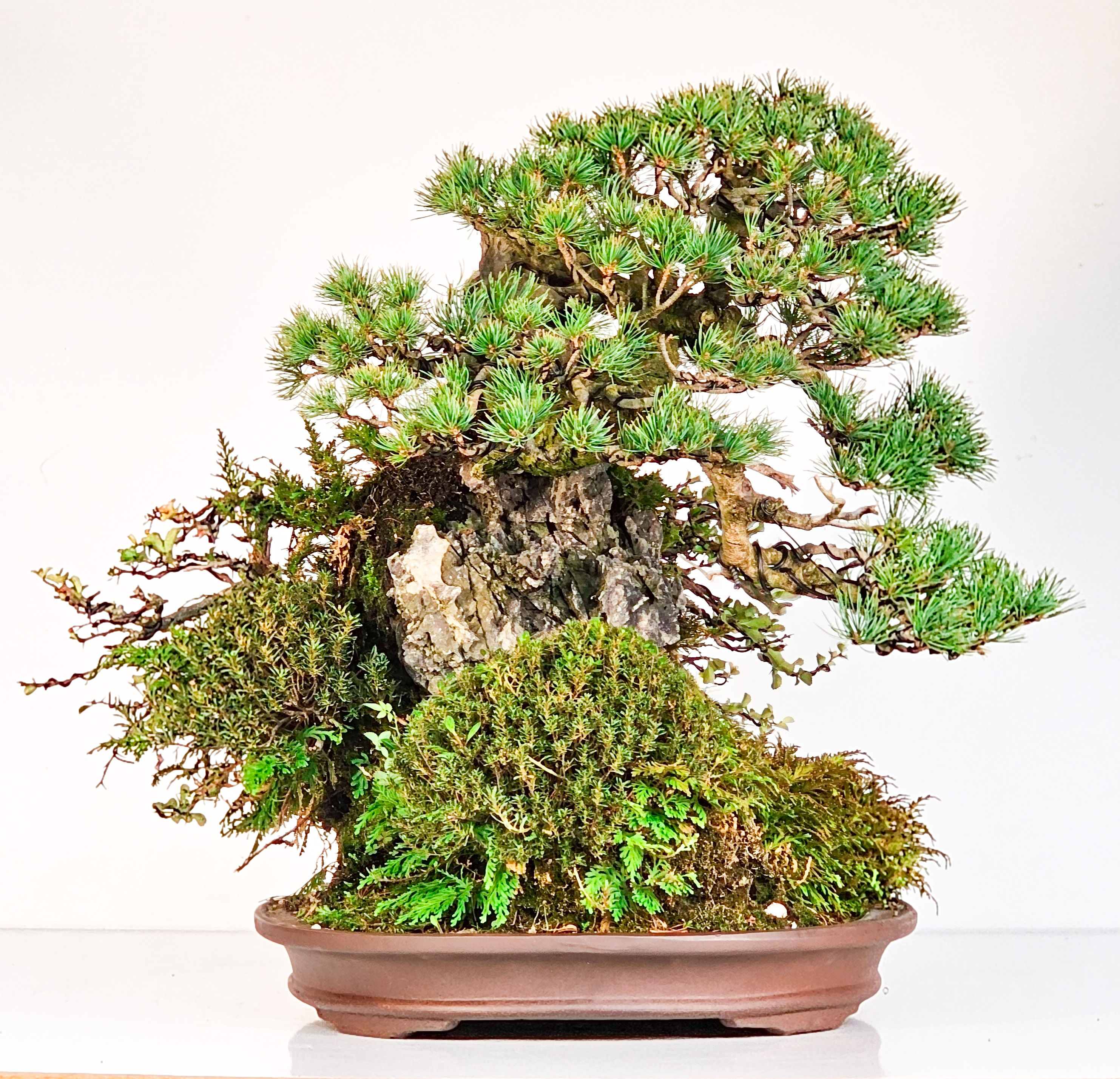 Bonsai Felsenpflanzung Pinus parviflora Mädchenkiefer Ishizuki Chojubai 49cm Video!