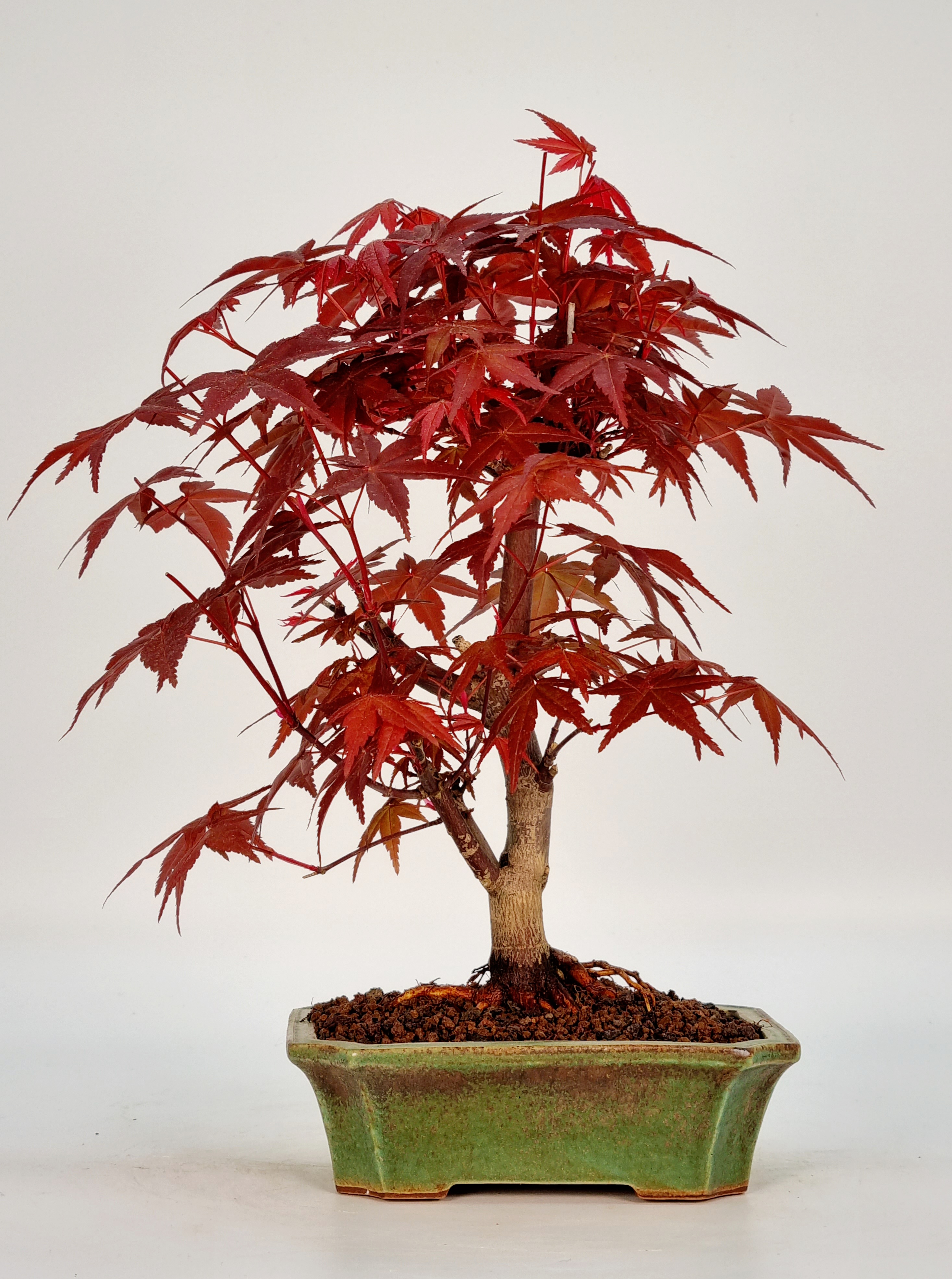 Bonsai Fächerahorn Acer palmatum Deshojo Shohin 21cm