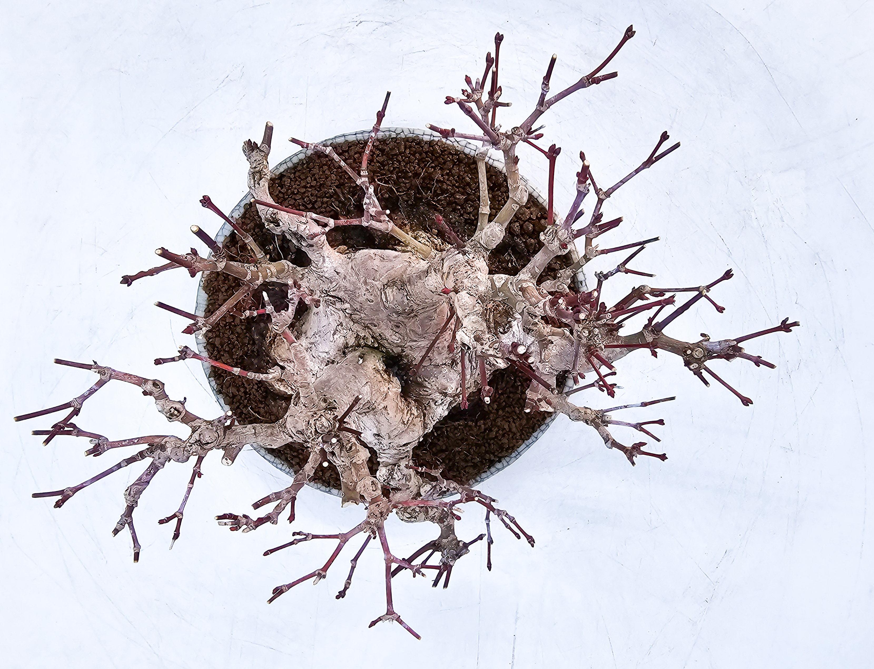 Bonsai Fächerahorn - Acer palmatum Shohin 13cm Video!!