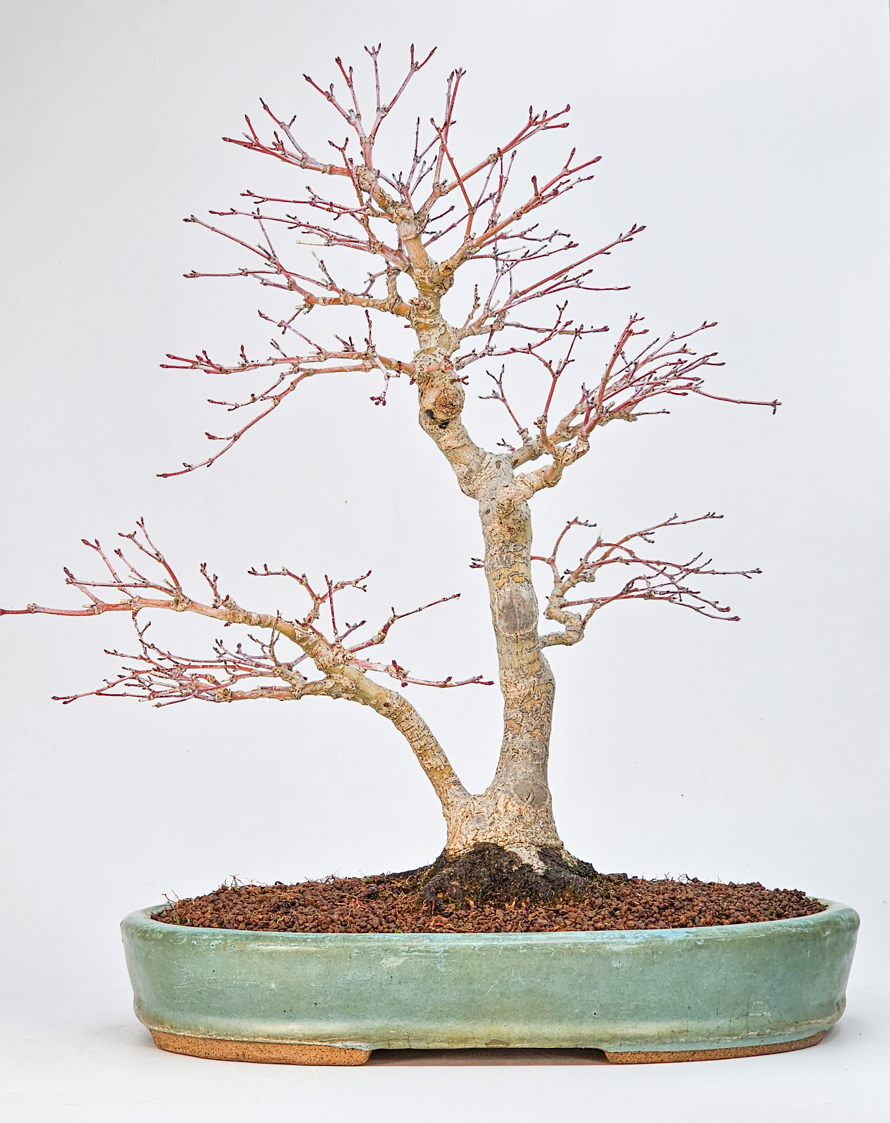 Bonsai Premium Fächerahorn - Acer palmatum beni chidori 36cm