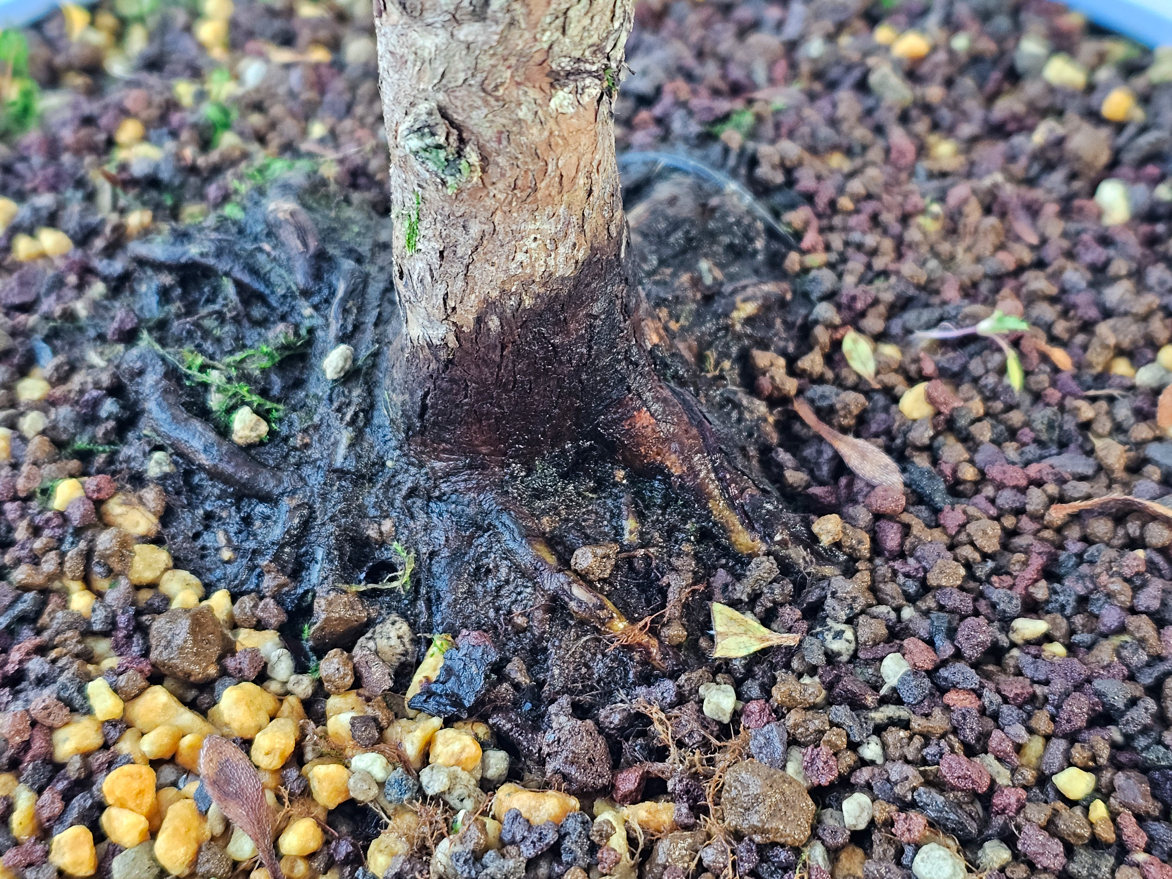 Bonsai Azalee - Rhododendron indicum Hanabin 54cm  