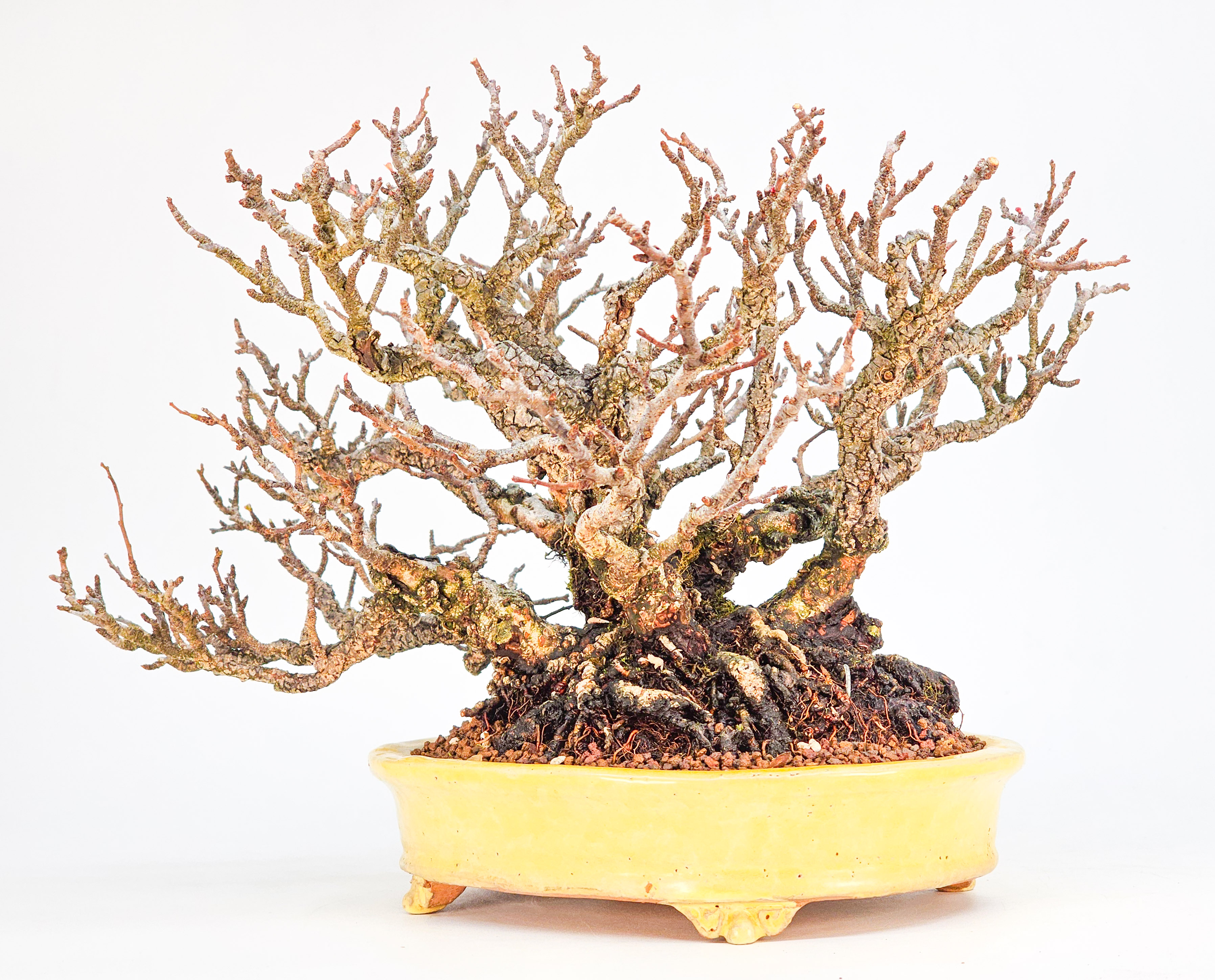 Bonsai Zierquitte - Chaenomeles Shohin 19cm