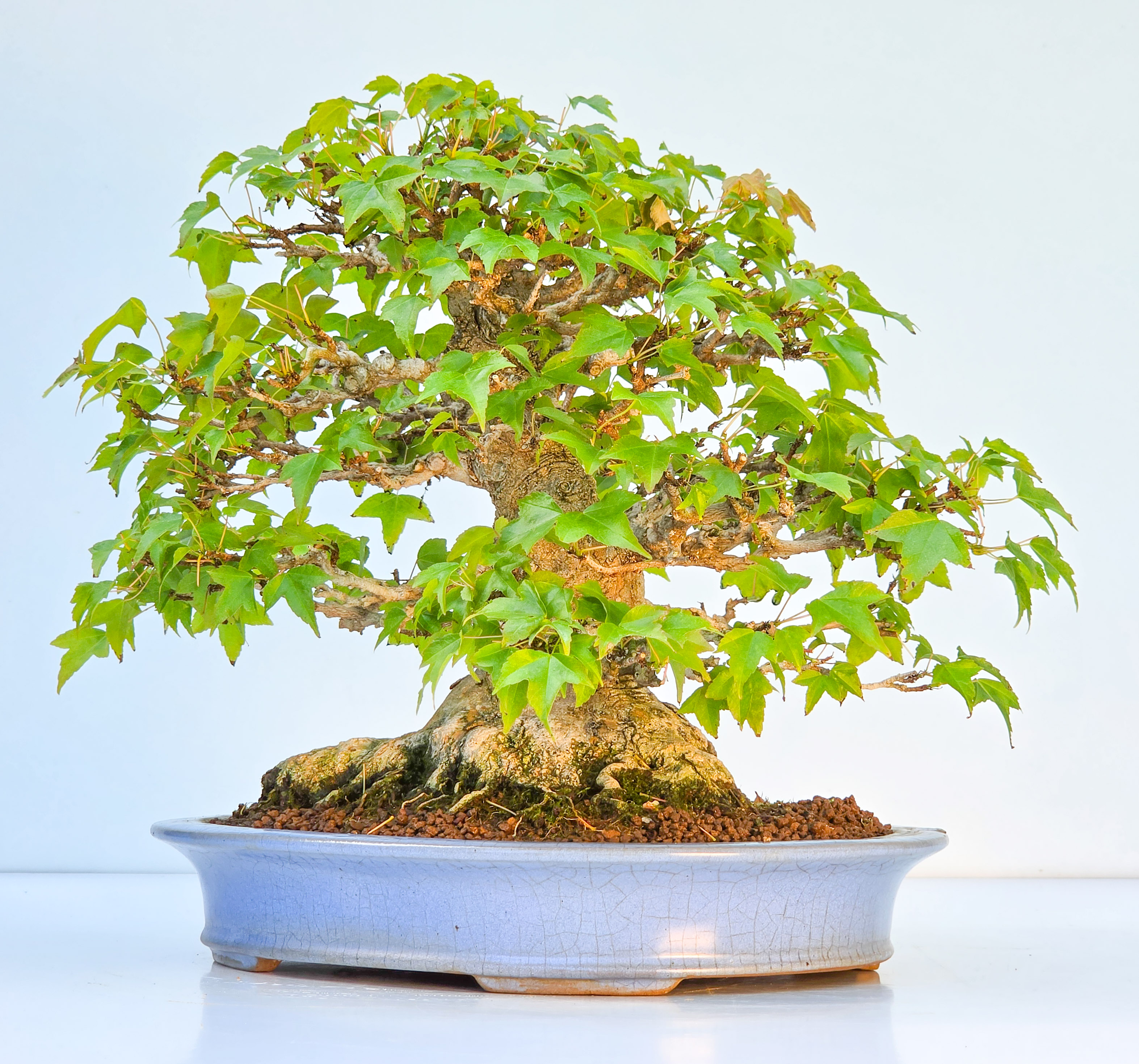 Bonsai Premium Dreispitzahorn - Acer buergerianum Shohin 25cm Video!!