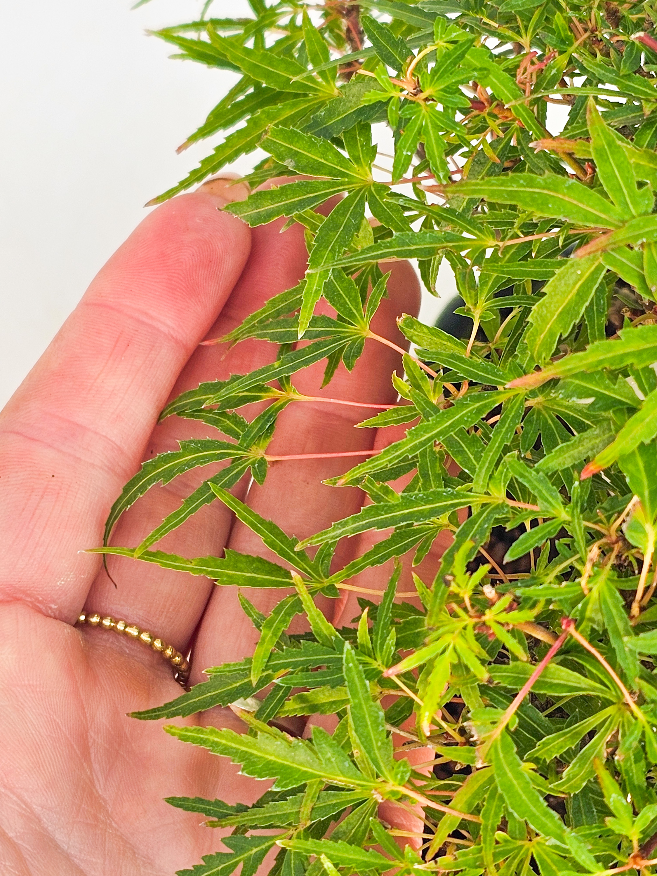 Bonsai Premium Fächerahorn - Acer Palmatum maihime Shohin 16cm Video!!