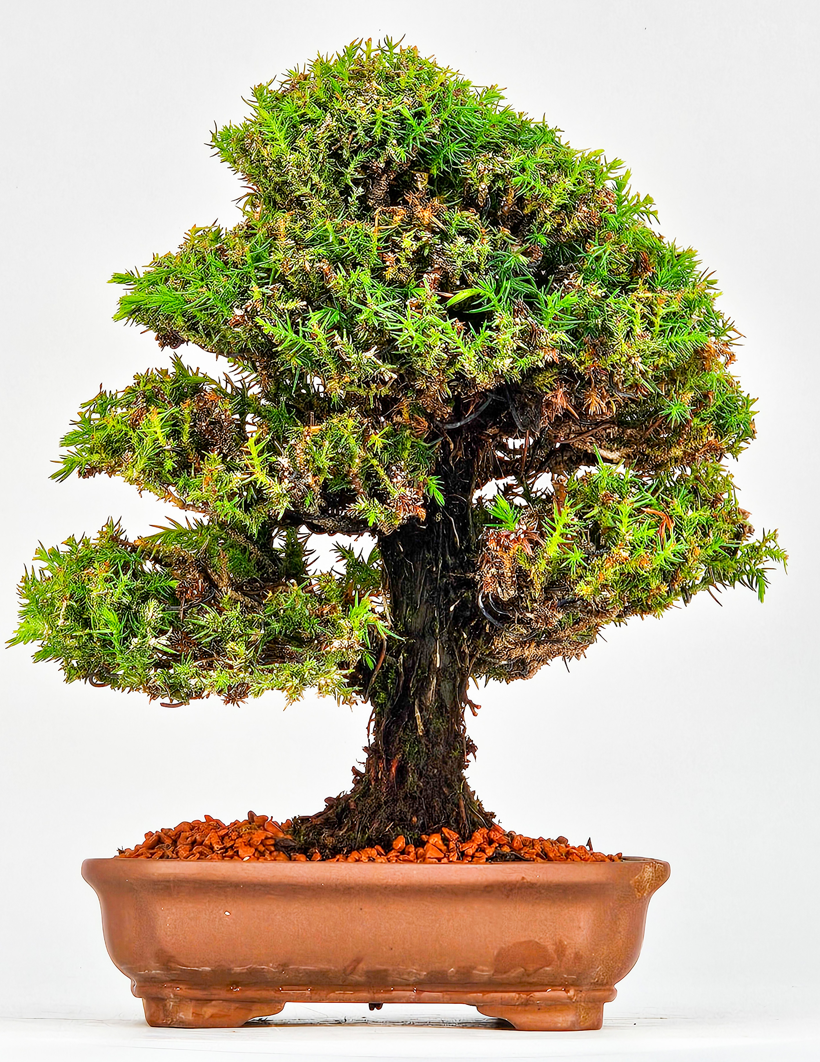 Bonsai Sicheltanne Cryptomeria Japonica Shohin 21cm