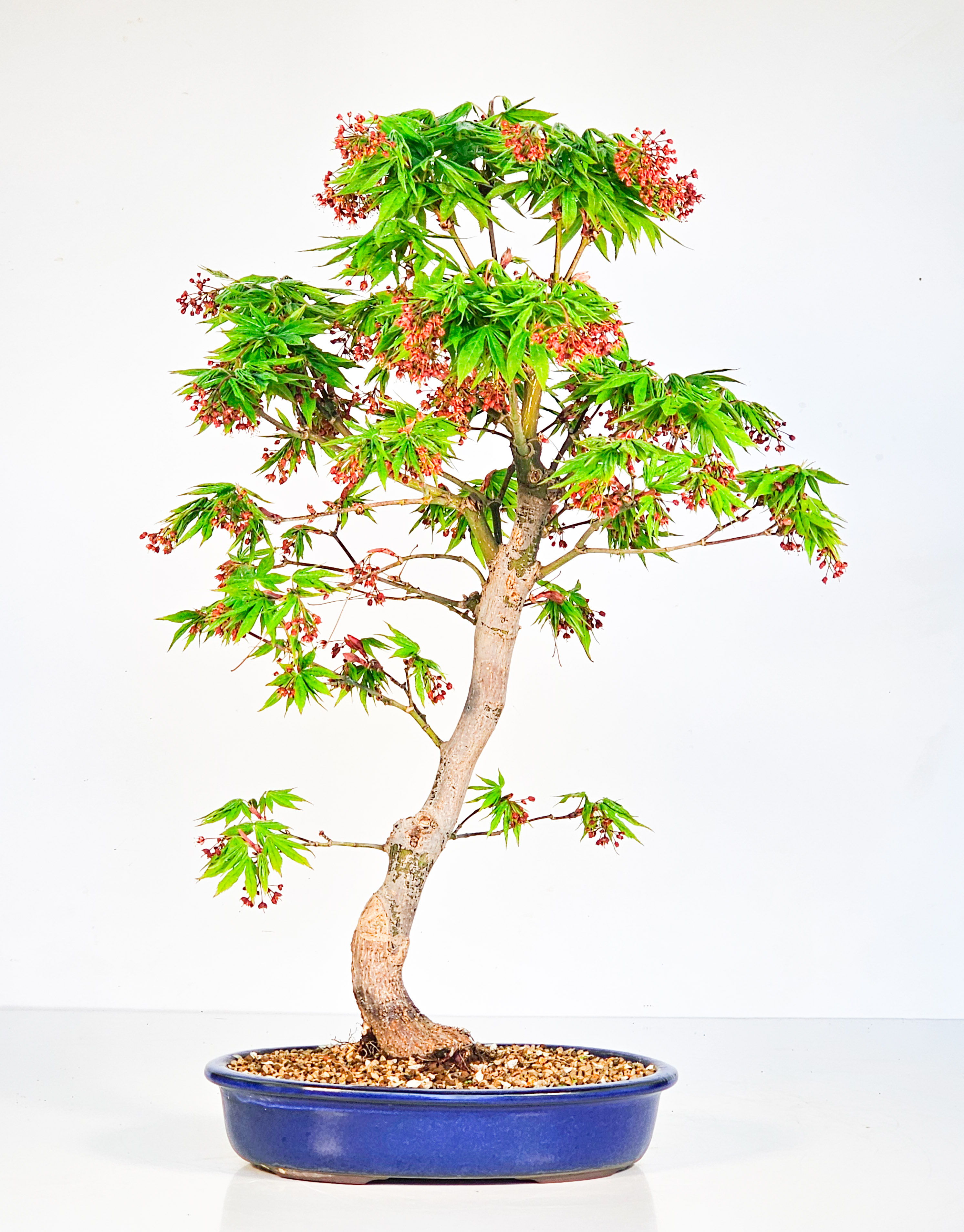 Bonsai Fächerahorn - Acer palmatum Osakazuki 48cm 