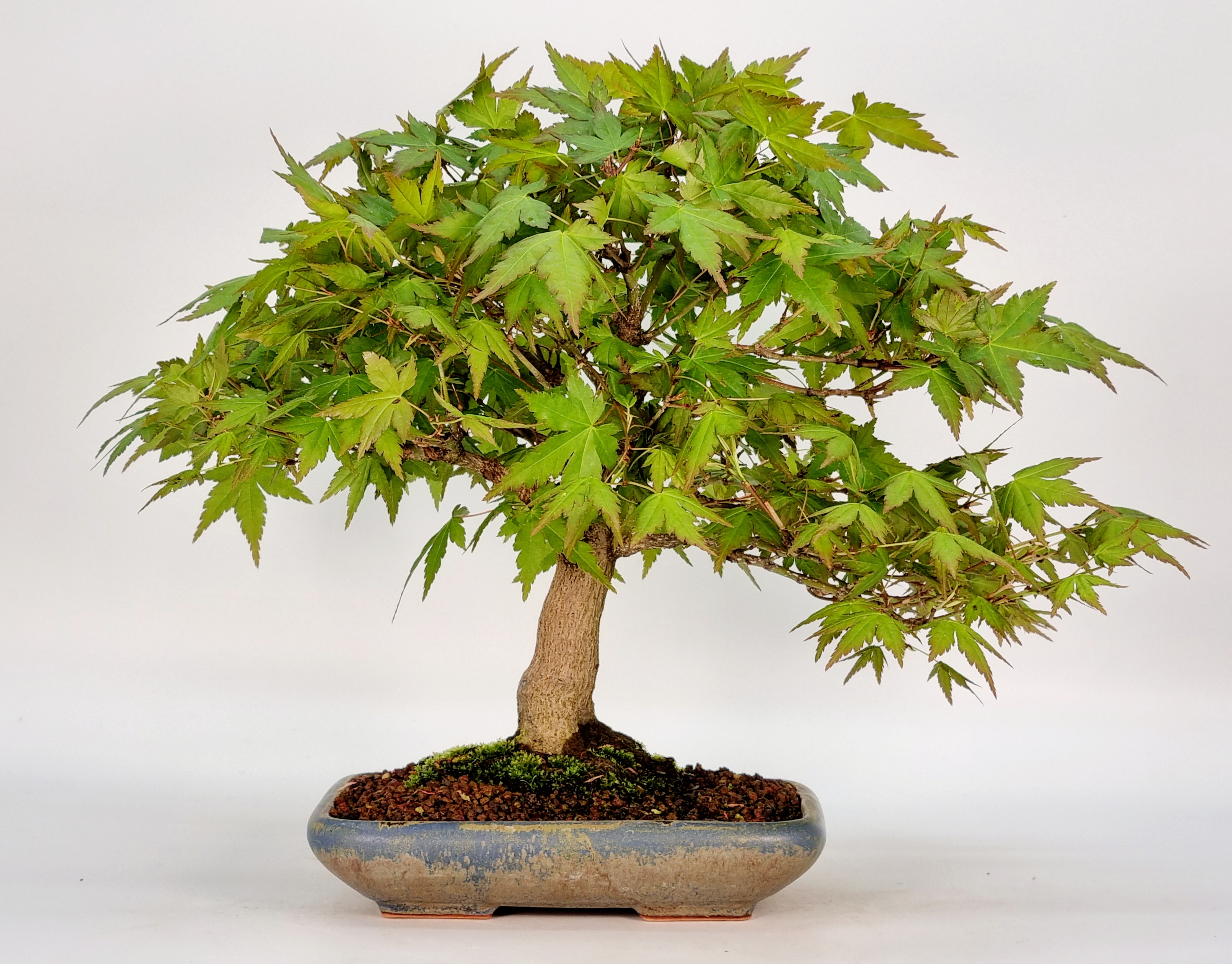 Bonsai Fächerahorn Ahorn Yamamomiji Acer Palmatum Shohin 