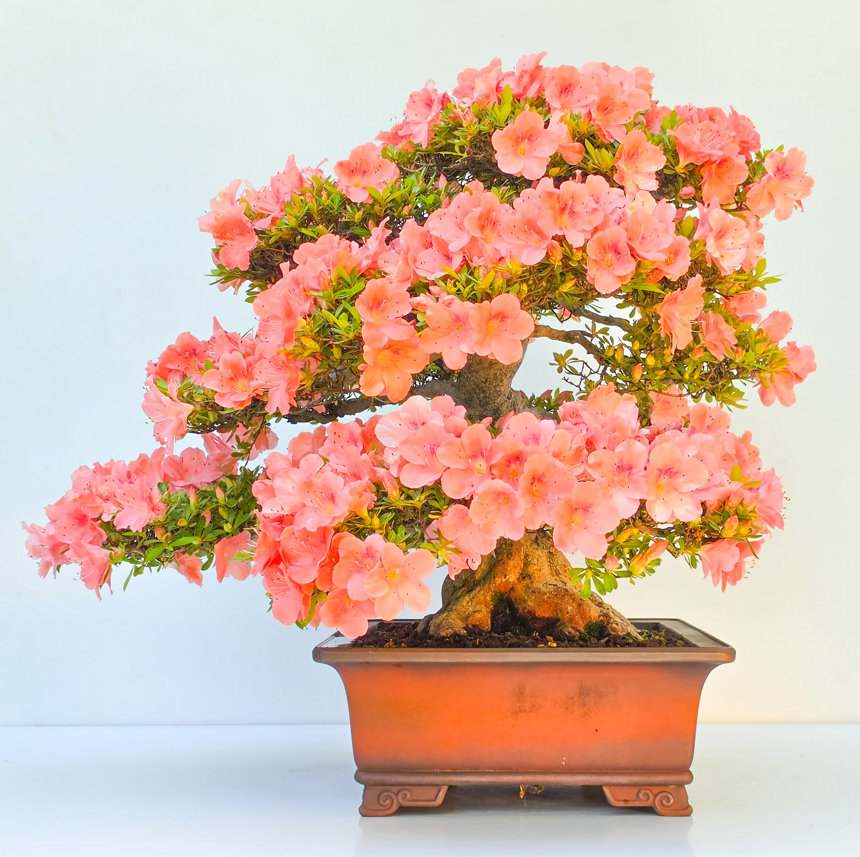 Bonsai Premium Azalee -  Rhododendron indicum wakaebisu 47cm Video!!