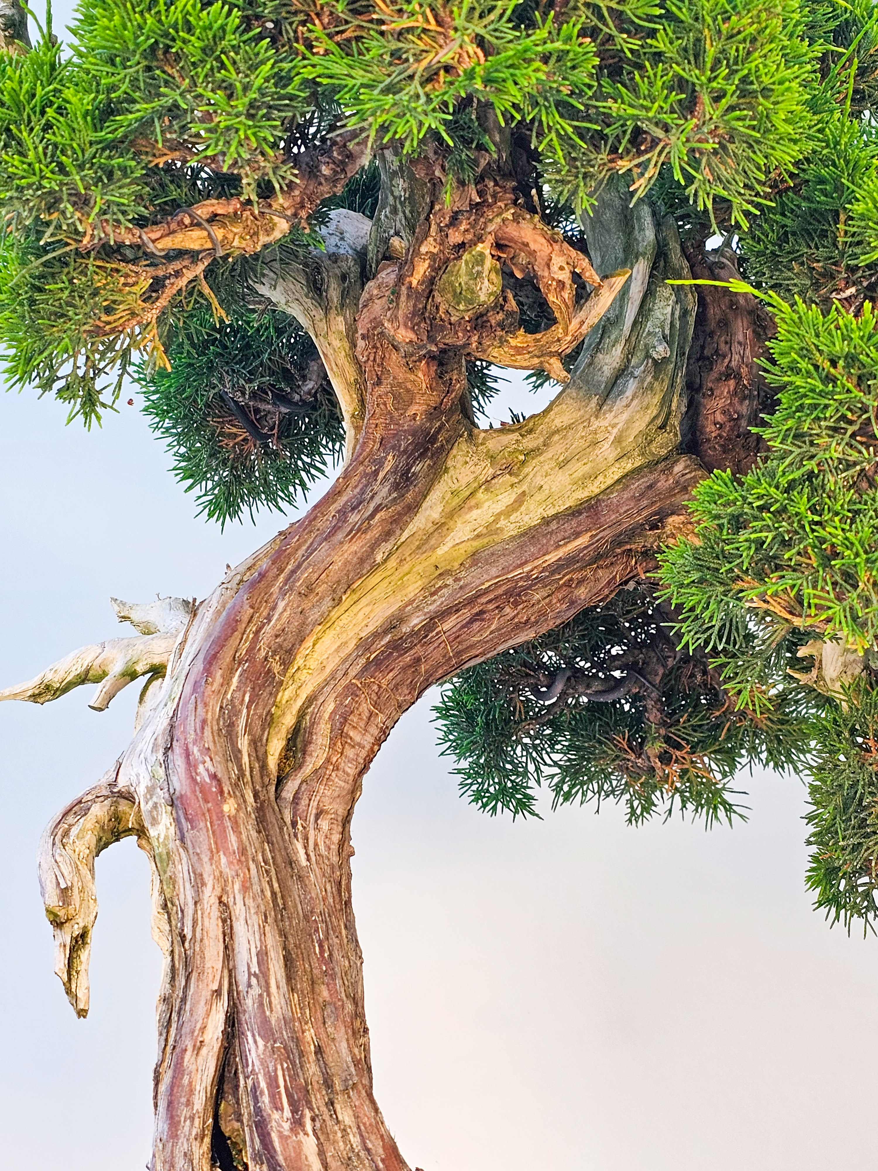 Bonsai Wacholder Juniperus chinensis shimpaku 66 cm Bonsai Wacholder Juniperus chinensis shimpaku 66 cm