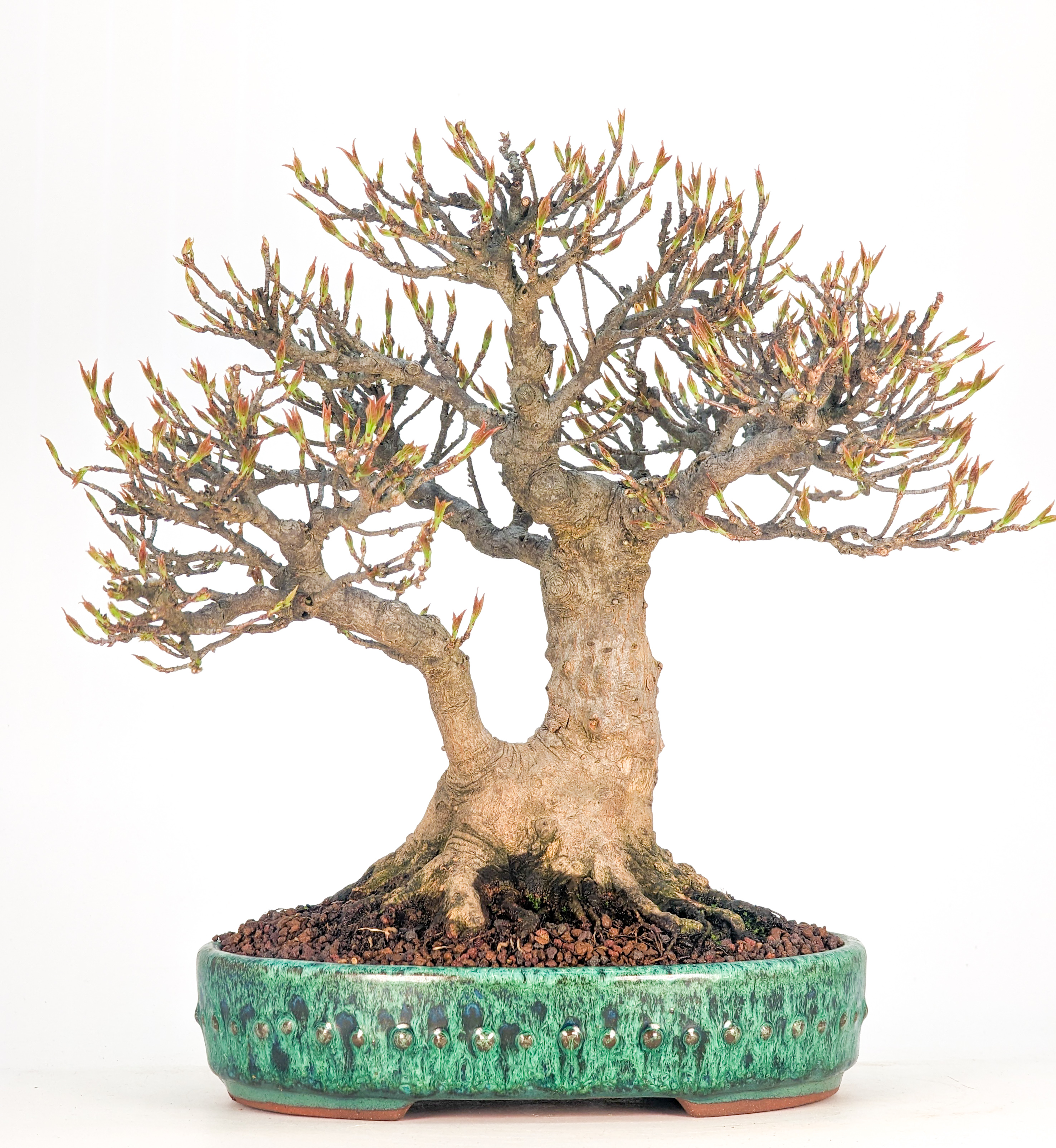 Bonsai Premium Dreispitzahorn - Acer buergerianum Shohin - Yorozu-en 21cm