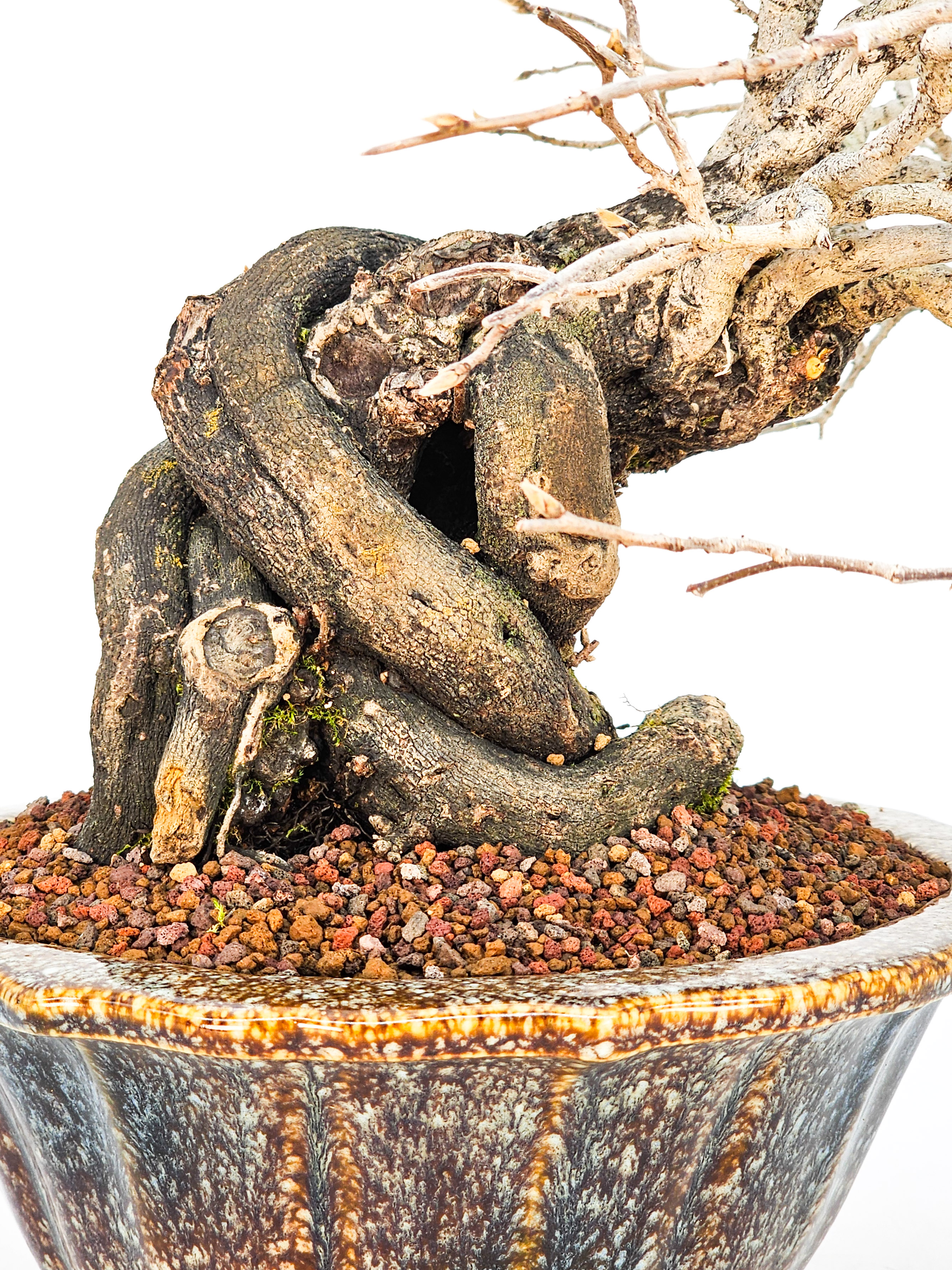 Bonsai Diospyros kaki Kakipflaume 23,5cm - Video!!