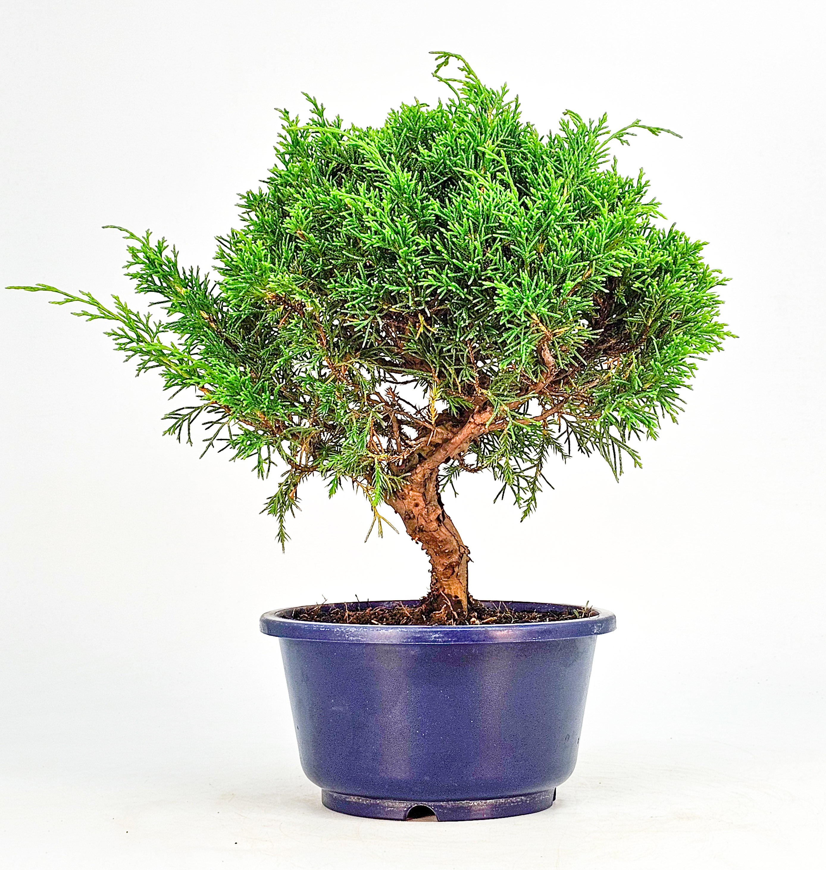 Bonsai Wacholder Juniperus chinensis shimpaku Shohin 21cm 