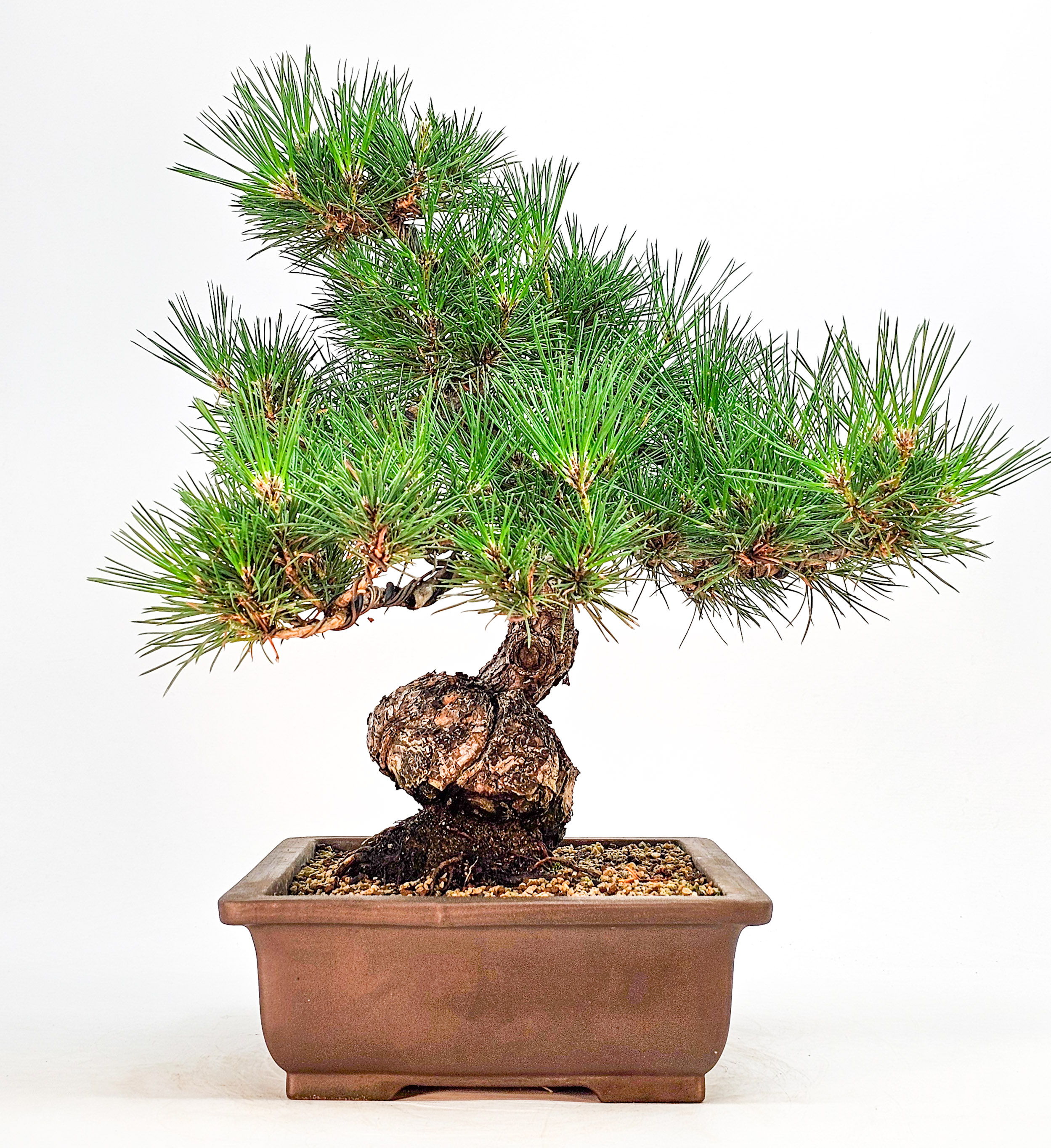 Bonsai Schwarzkiefer - Pinus thunbergii 36cm 