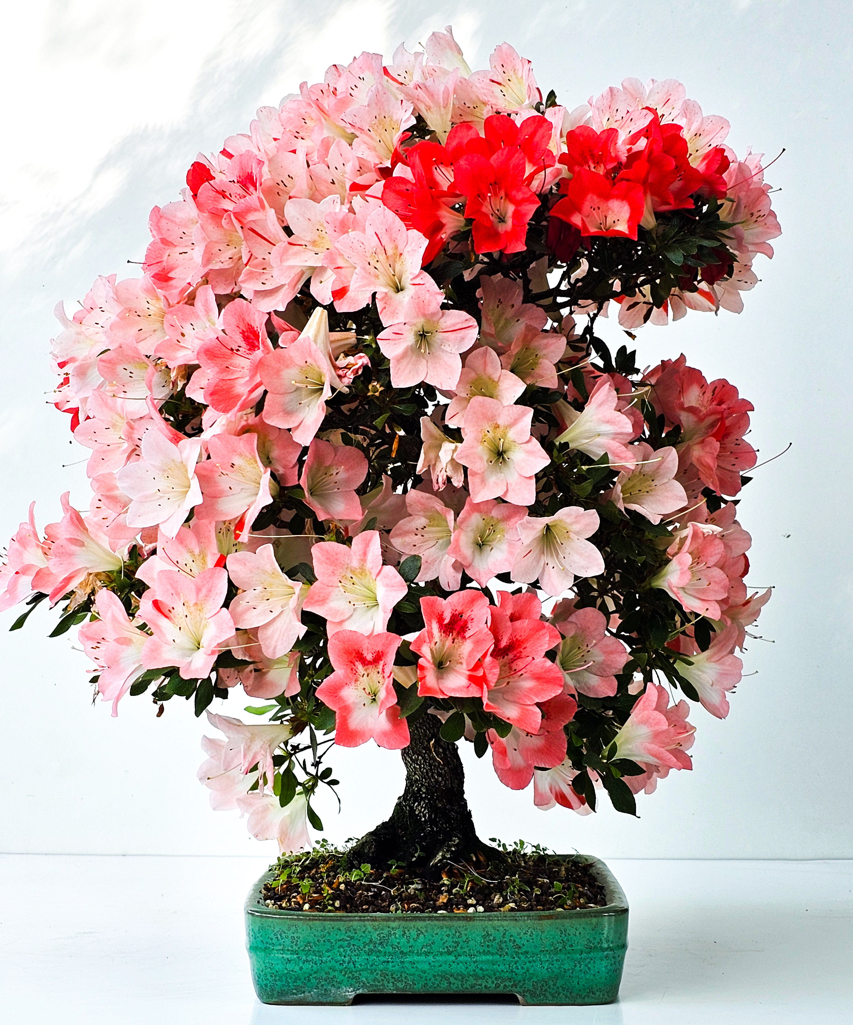 Bonsai Azalee Rhododendron indicum -Shin Koyo- 58cm Bonsai Azalee Rhododendron indicum -Shin Koyo- 58cm