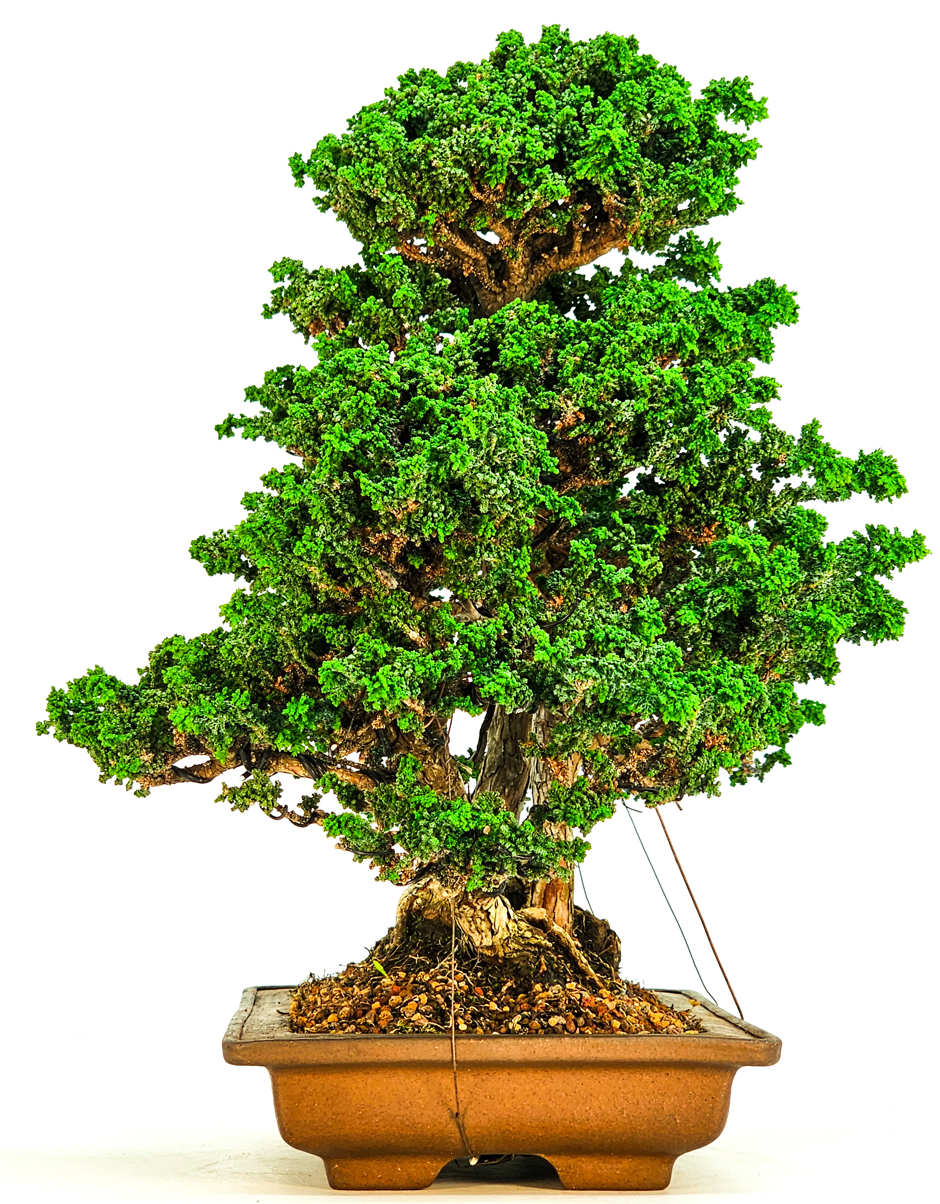Bonsai Chamaecyparis obtusa Sekka hinoki 31 cm Bonsai Chamaecyparis obtusa Sekka hinoki 31 cm