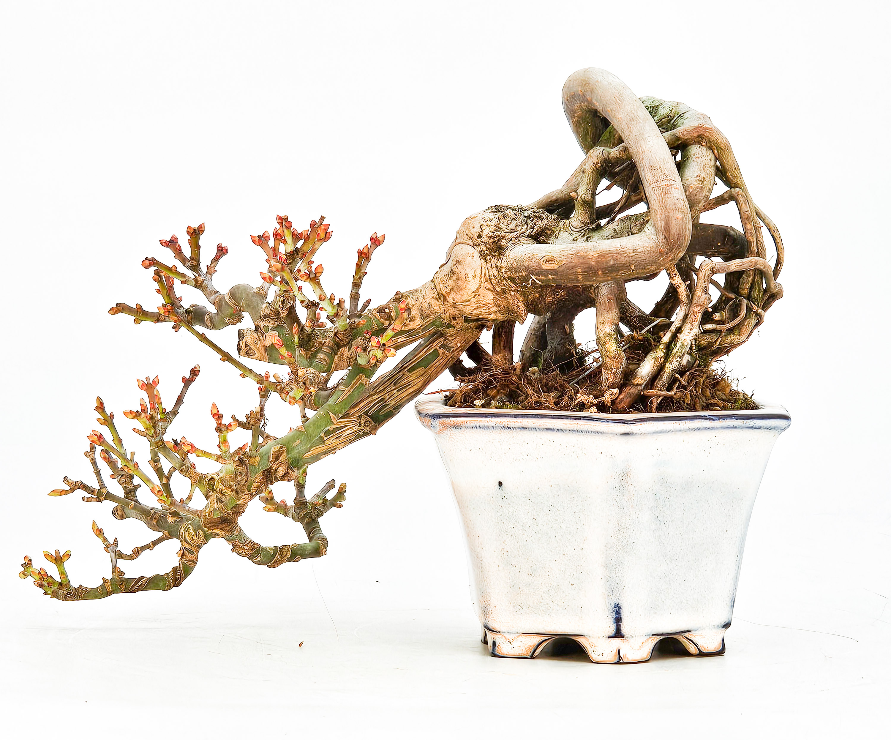 Bonsai Löwenkopfahorn- Acer palmatum Shishigashira Shohin 16cm Video!!