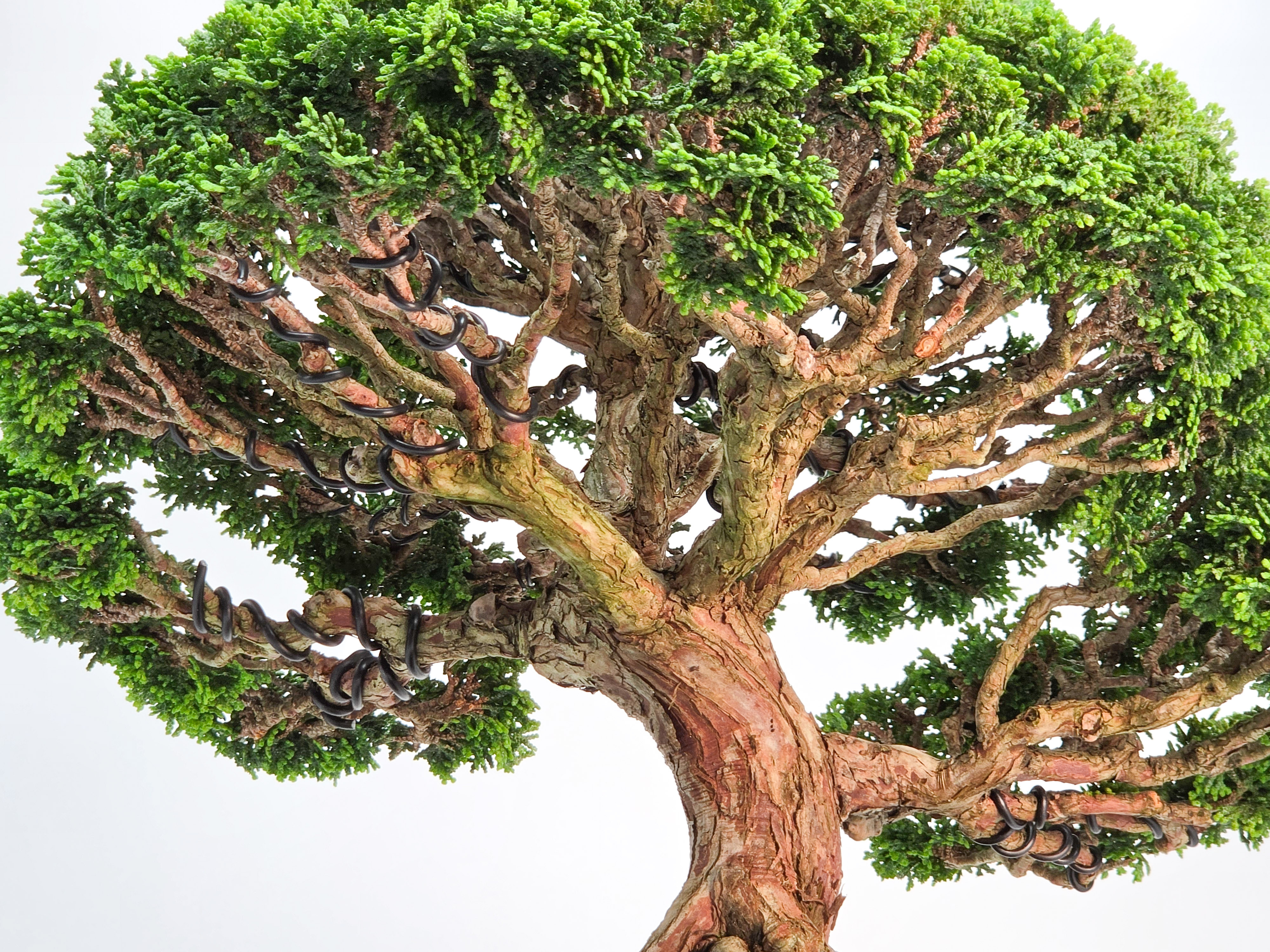 Bonsai Muschelzypresse - Chamaecyparis obtusa 30cm