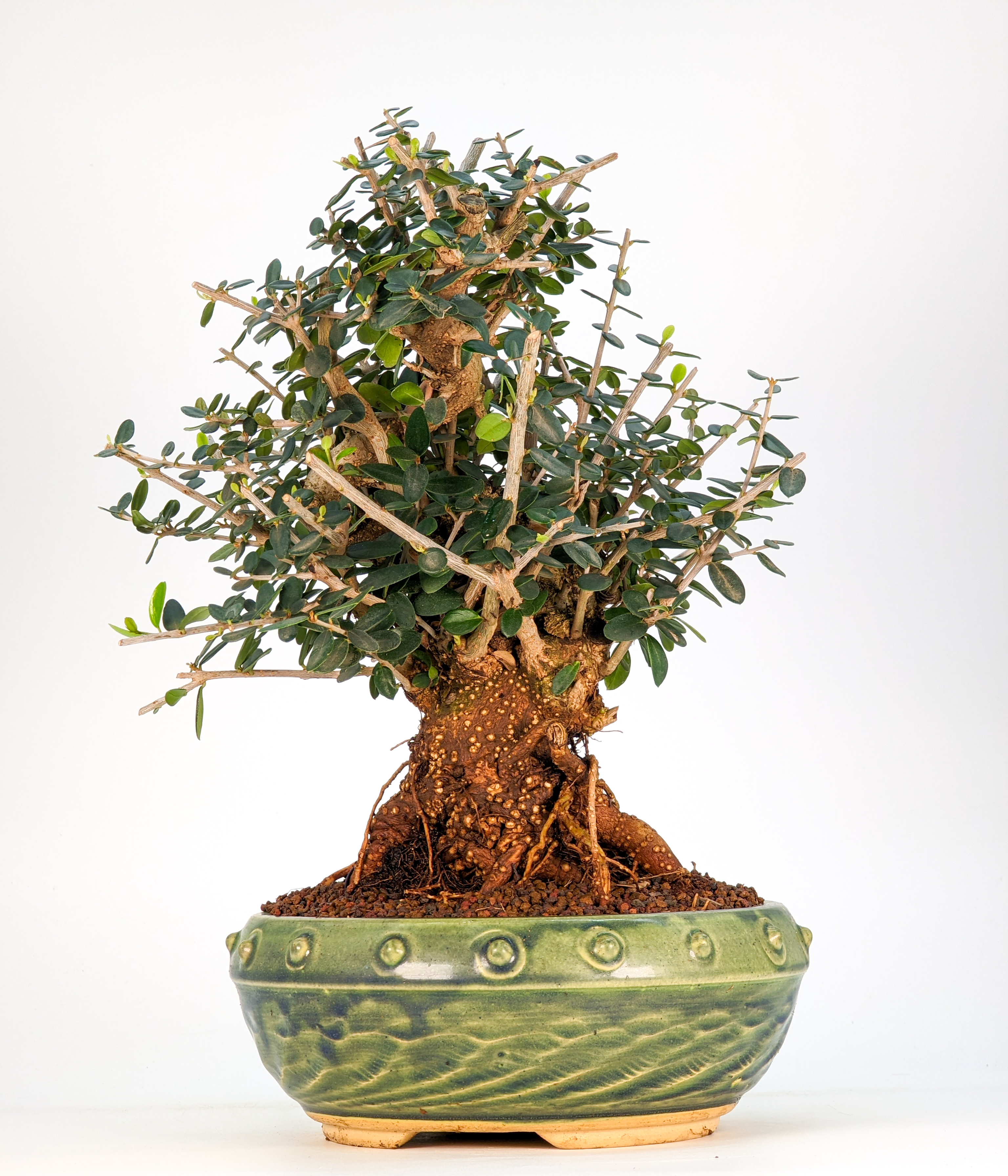 Bonsai Wild-Olive Olea europea sylvestris 25cm