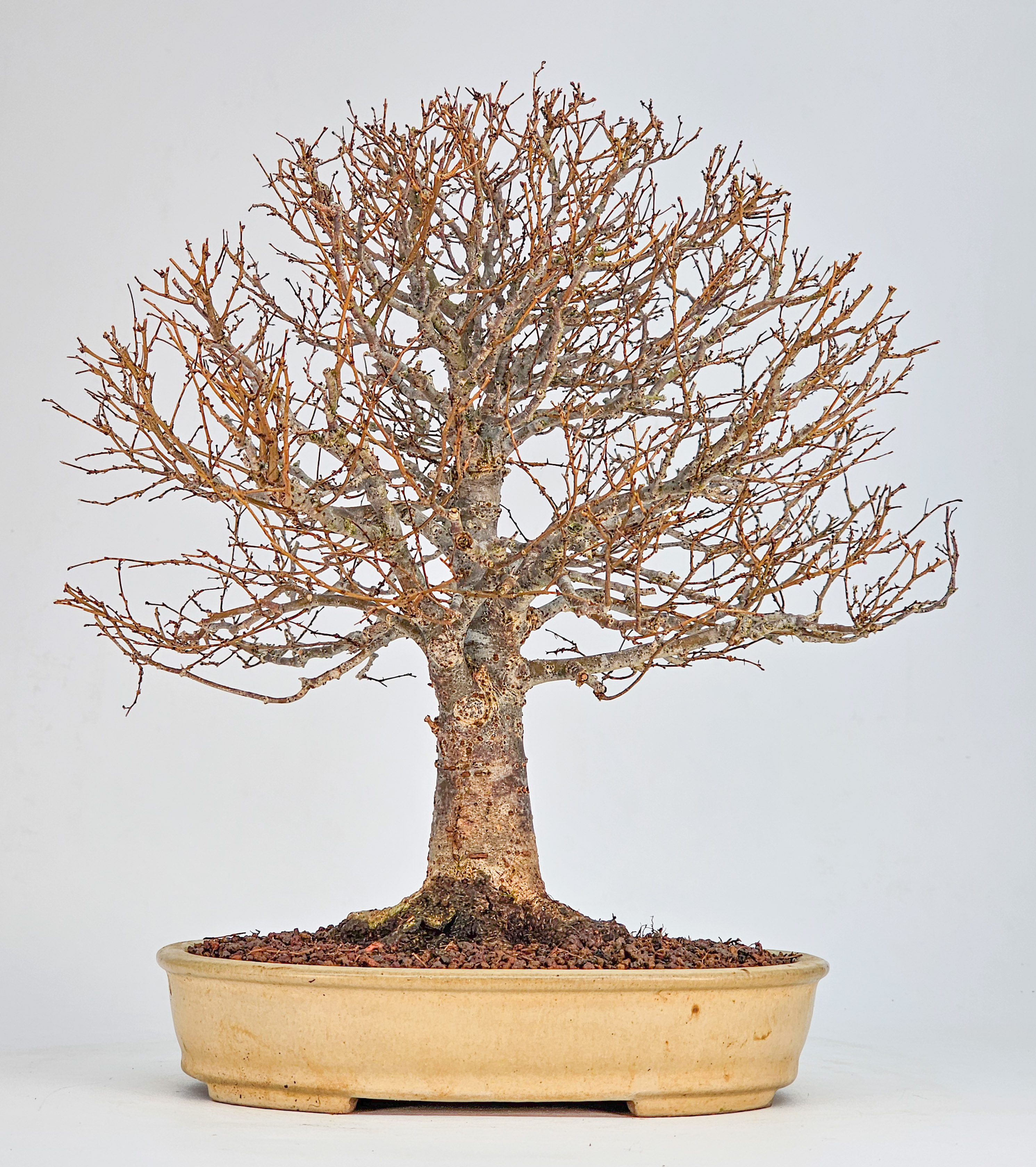 Bonsai Premium Zelkova serrata Shohin 25cm 