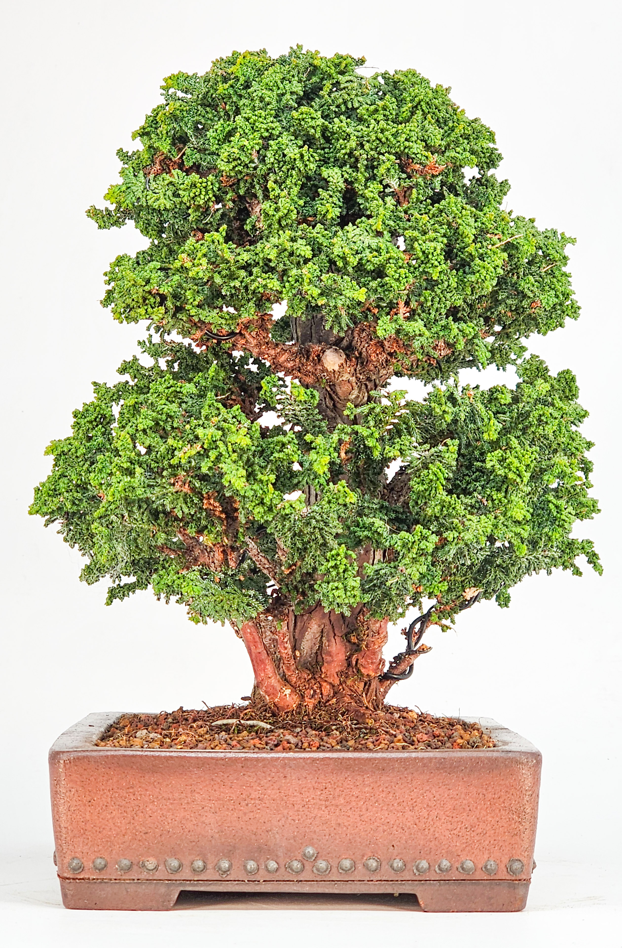 Bonsai Chamaecyparis obtusa Sekka hinoki 27cm