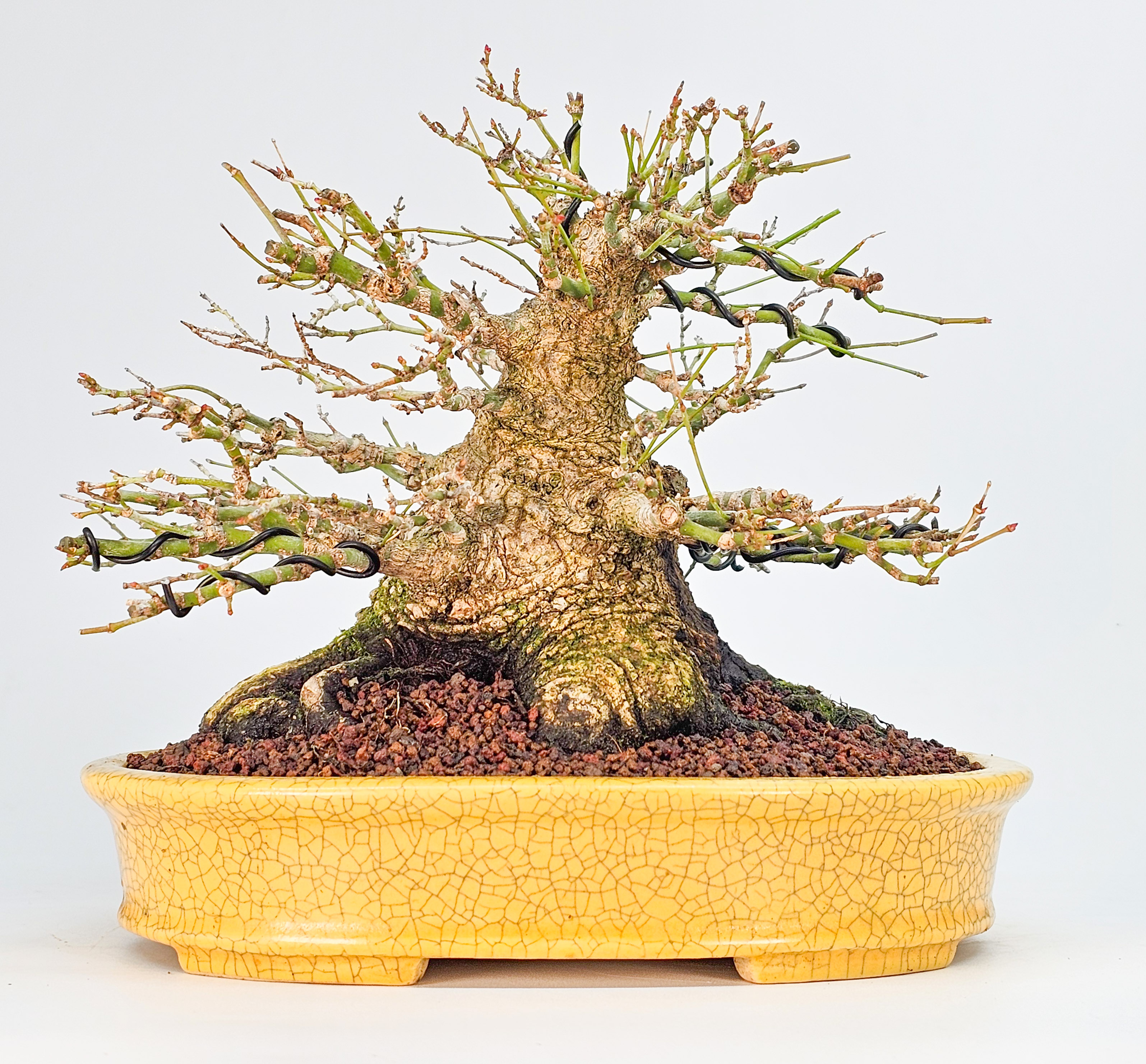 Bonsai Premium Fächerahorn - Acer palmatum Shohin 21cm 