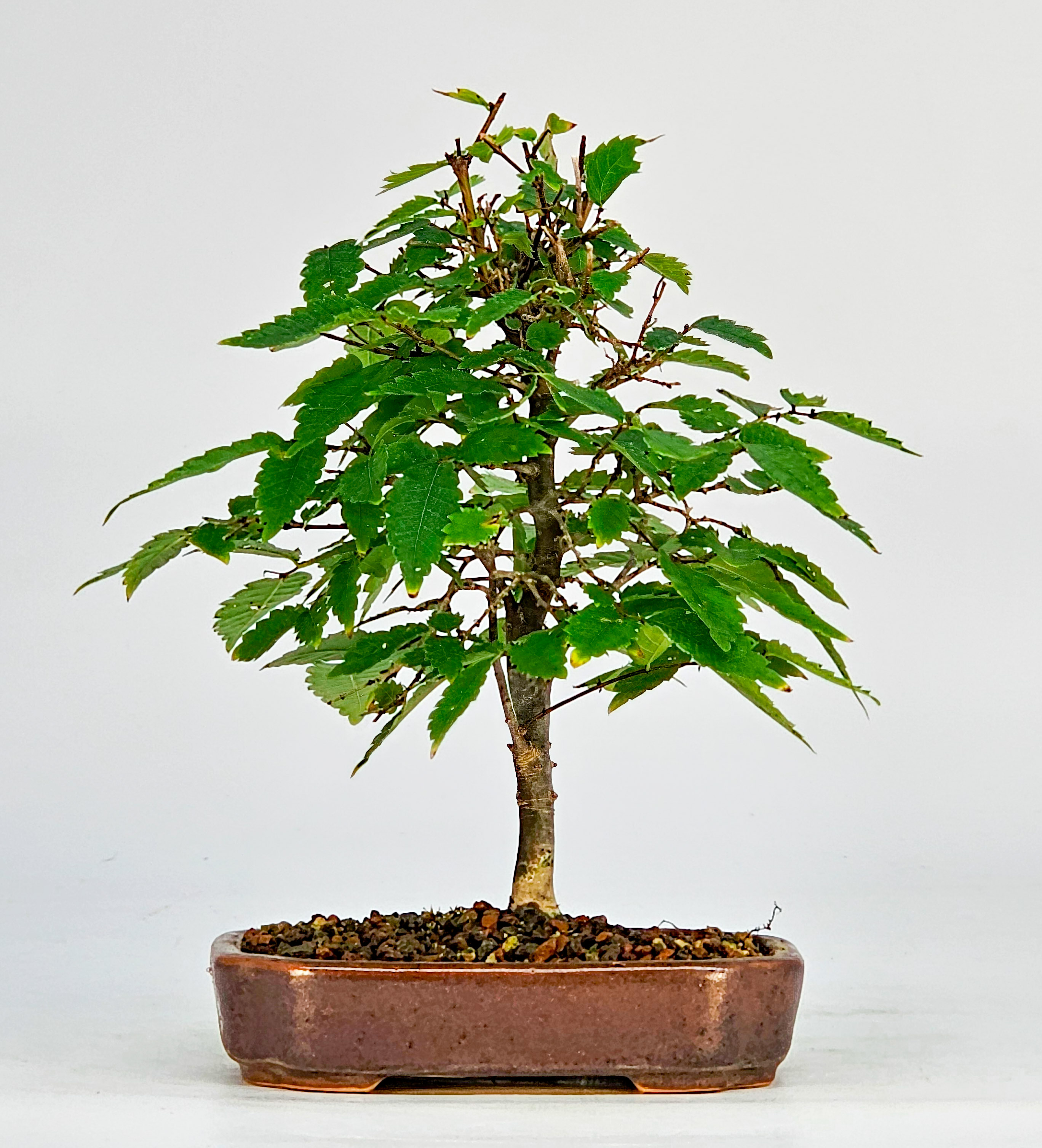 Bonsai Zelkova serrata Shohin 17cm  