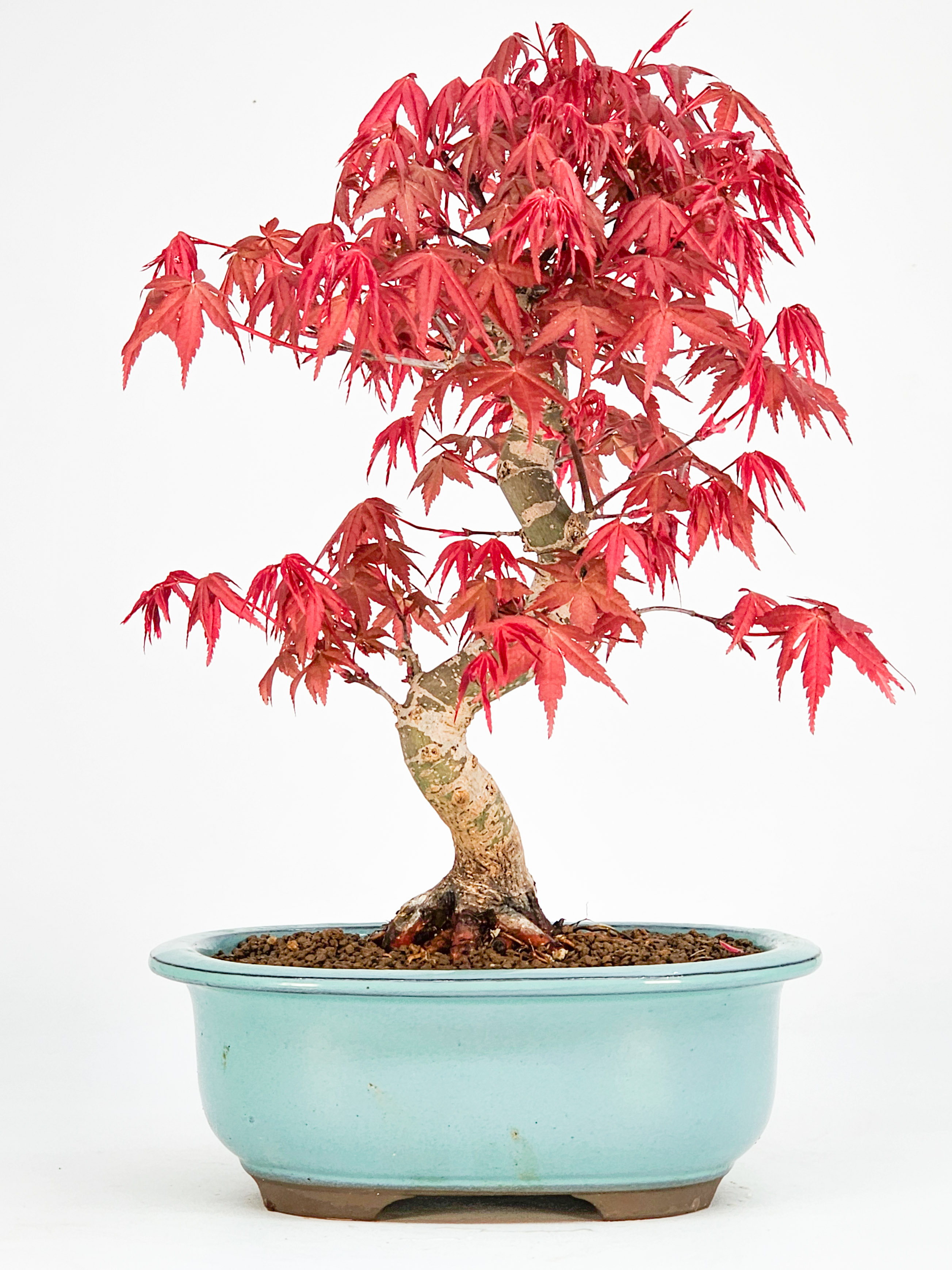 Bonsai Fächerahorn Acer palmatum Deshojo Shohin 21cm   