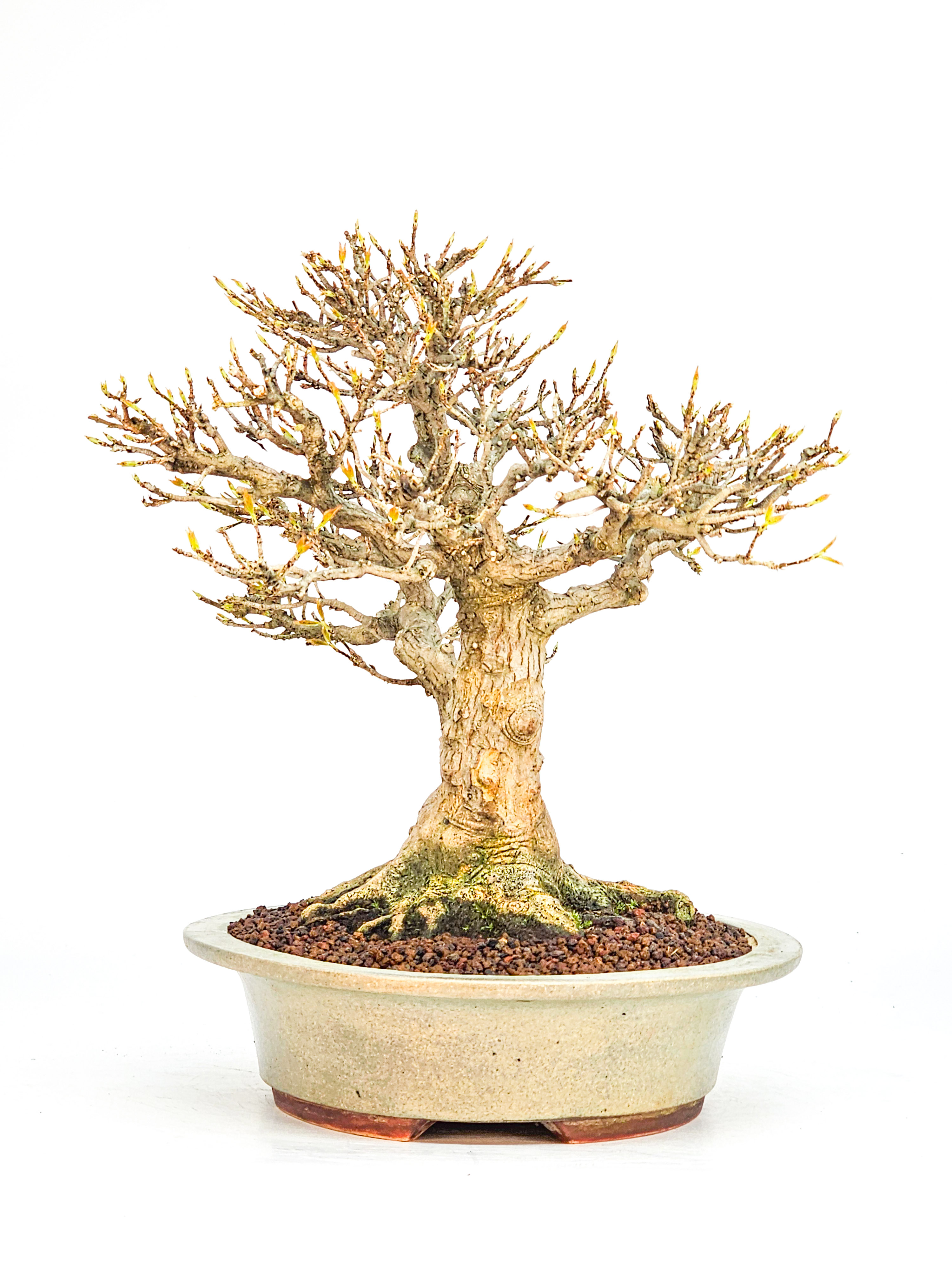 Bonsai Premium Dreispitzahorn - Acer buergerianum Shohin - Yorozu-en 21cm