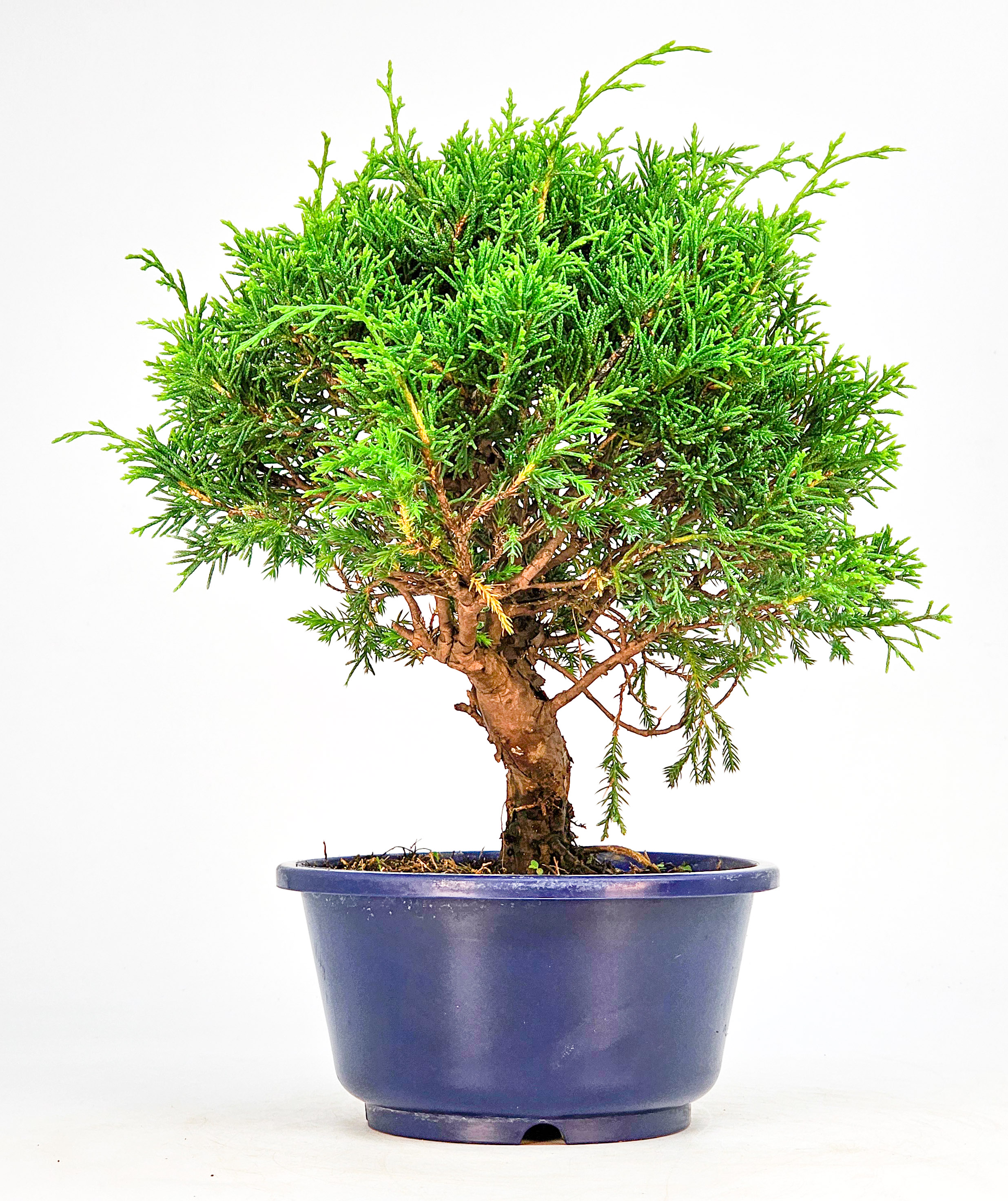 Bonsai Wacholder Juniperus chinensis shimpaku Shohin 21cm  