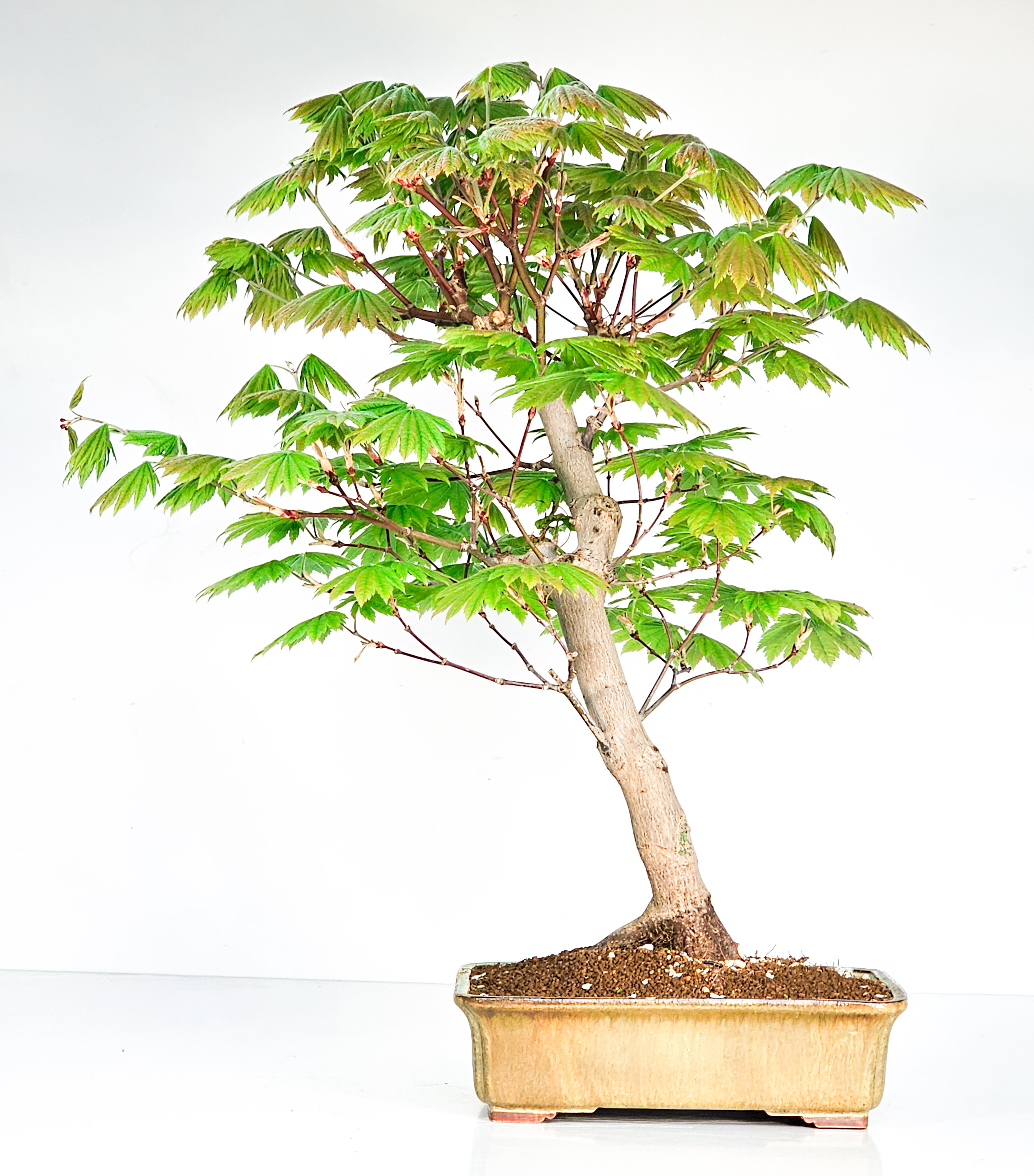 Bonsai Japanischer Ahorn - Acer japonicum 50cm 