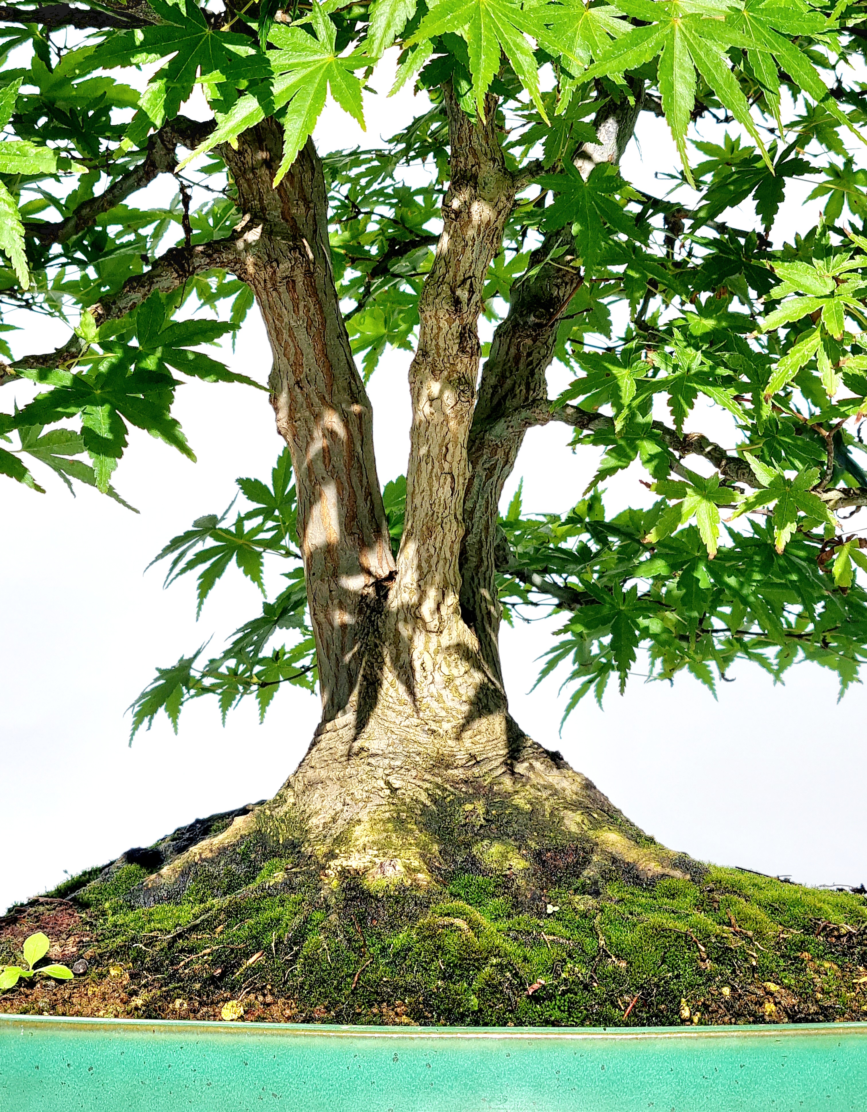 Bonsai Fächerahorn Acer Palmatum Yamamomiji 60cm